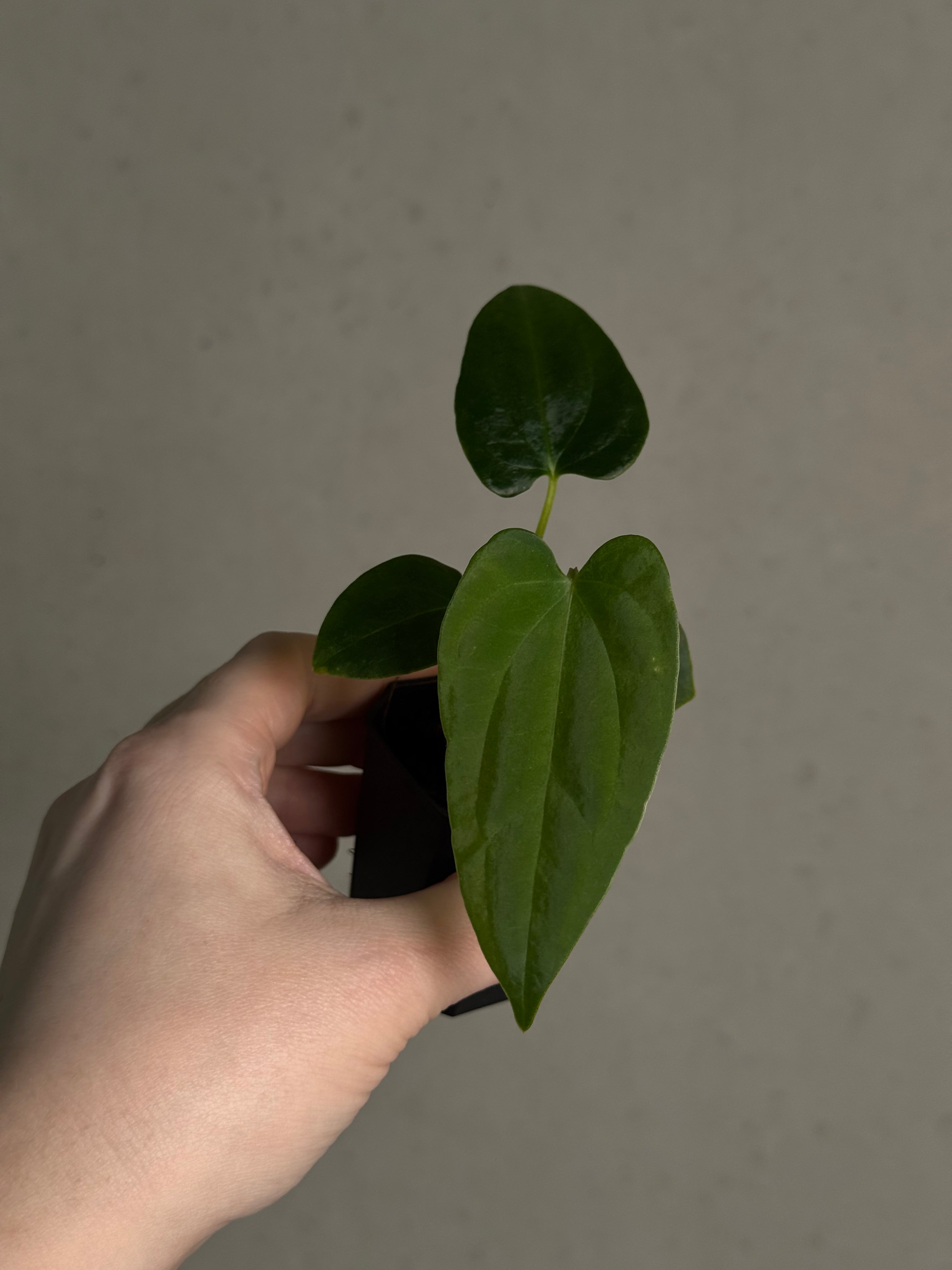 Anthurium (Fort Sherman x Dressleri RG) x (Ralph Lynam x self) - SMUKHI