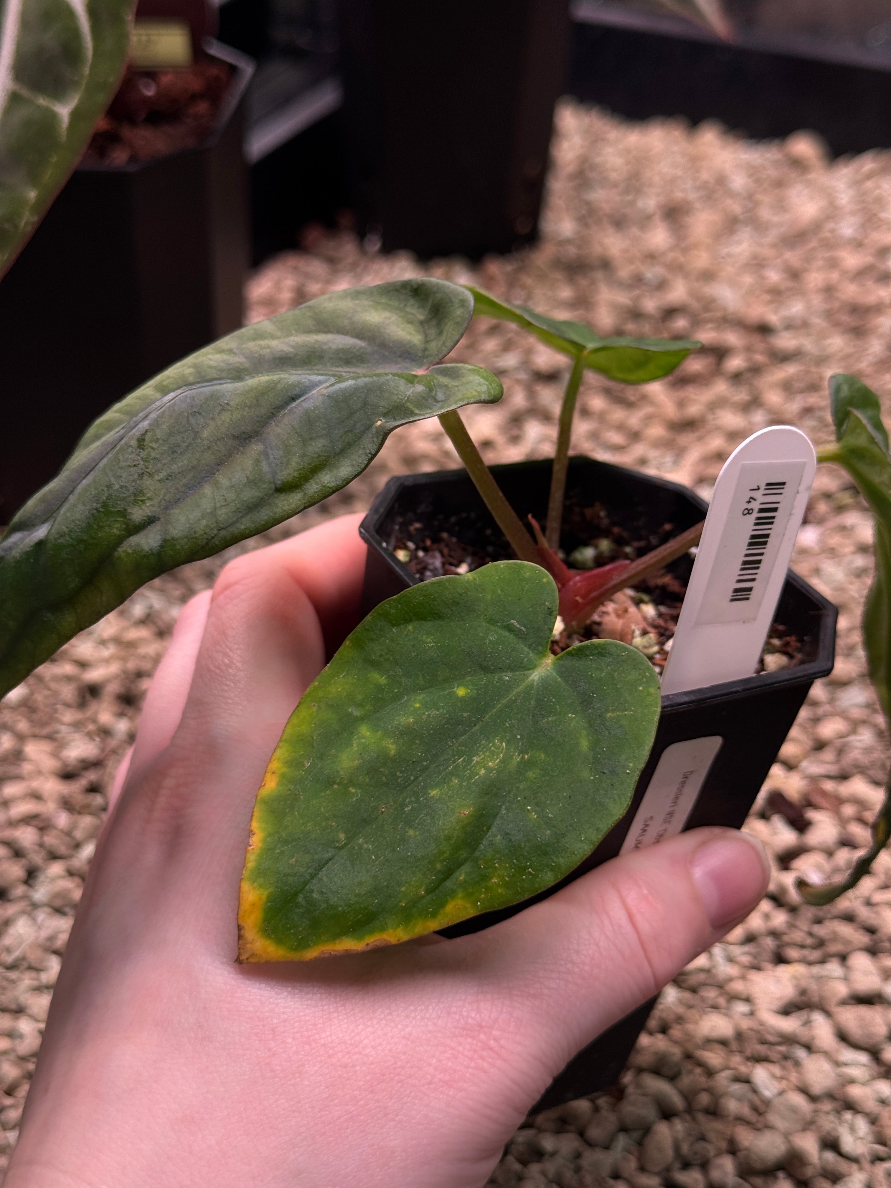 Anthurium Dressleri NSE 'Obsidian' x RG