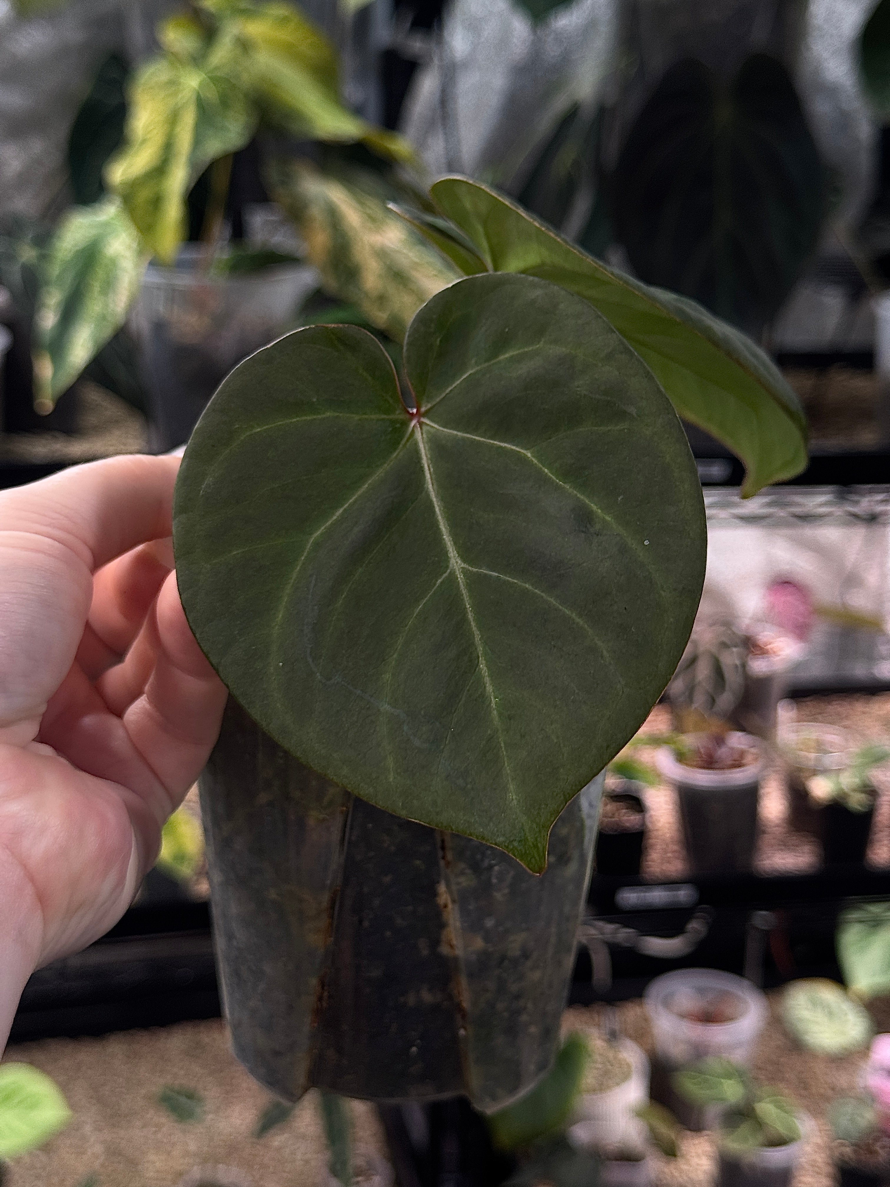 NFS: Anthurium Indo Hoffmannii