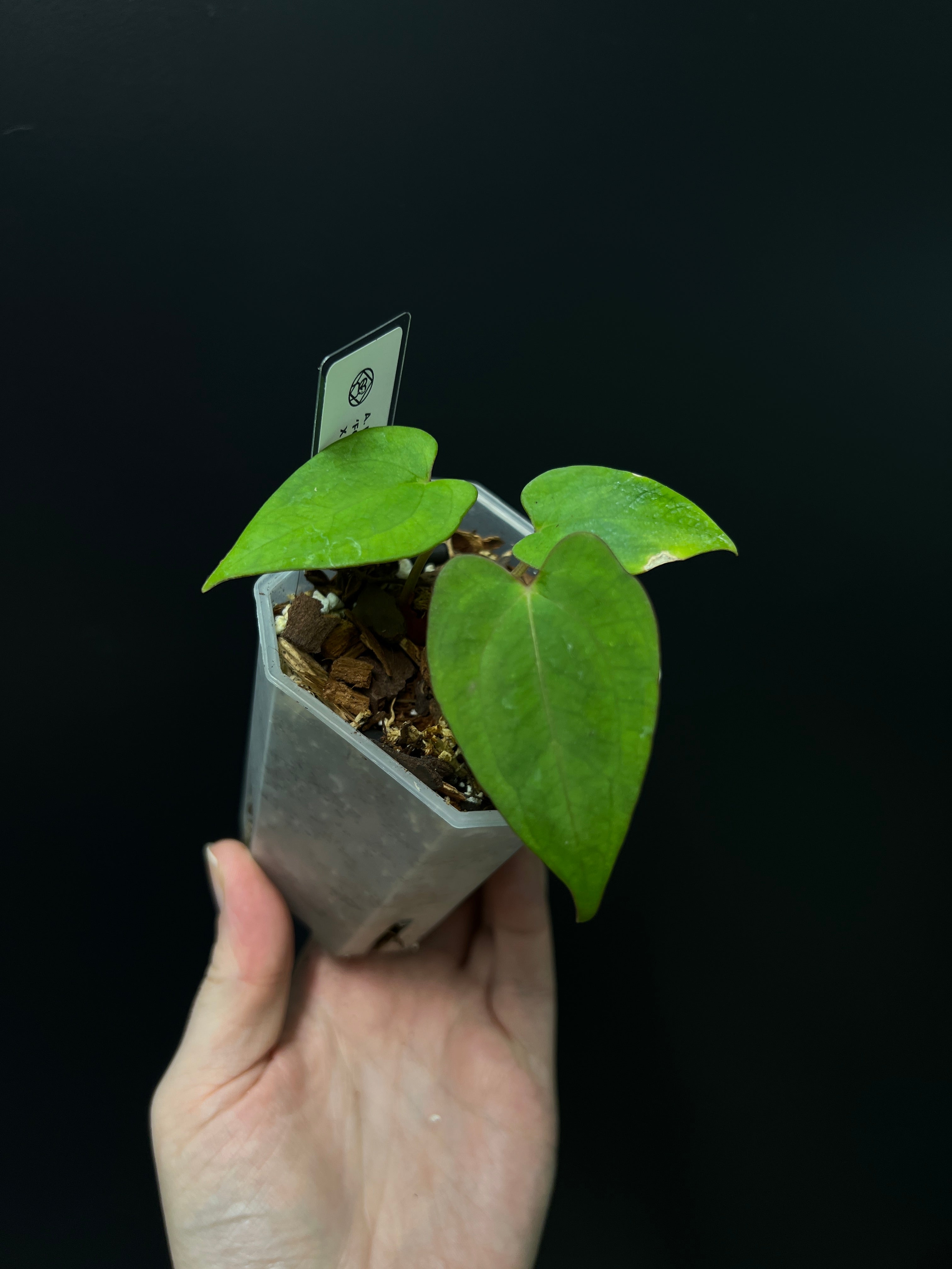 Anthurium Fort Sherman x XOne
