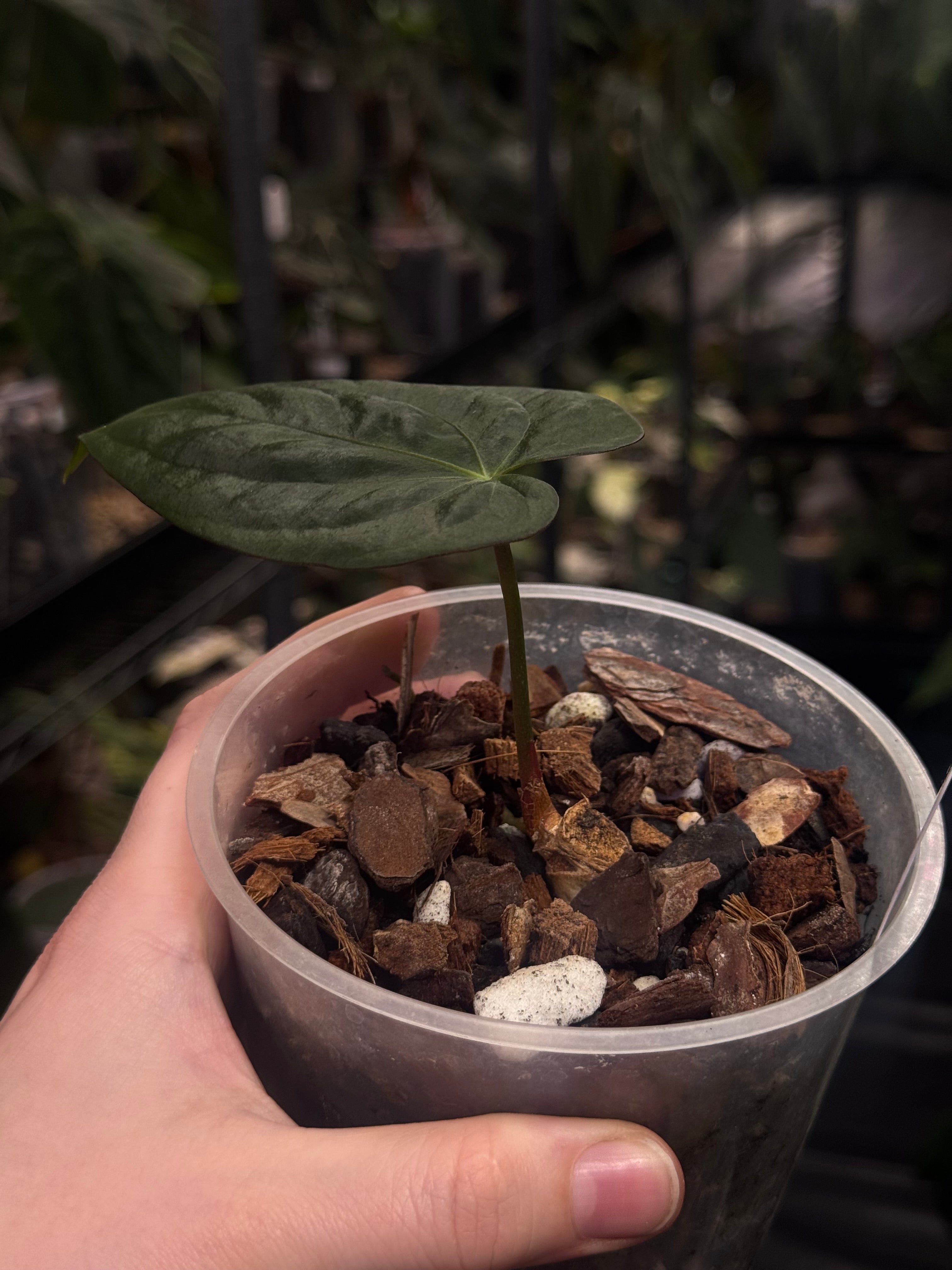 Anthurium ‘Lost Tag’