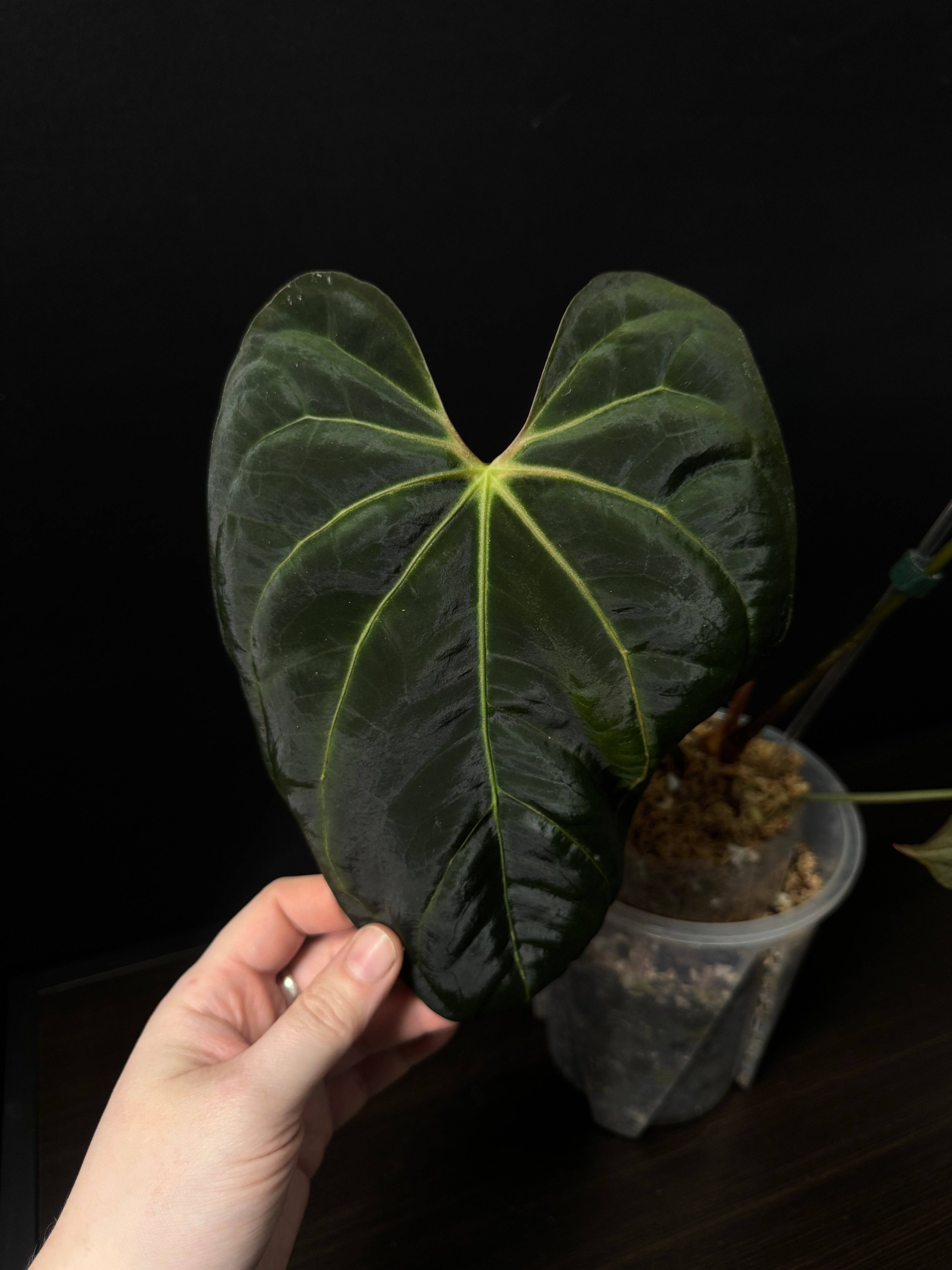 NFS: Anthurium Papillilaminum 'Lunox' S1 - SMUKHI
