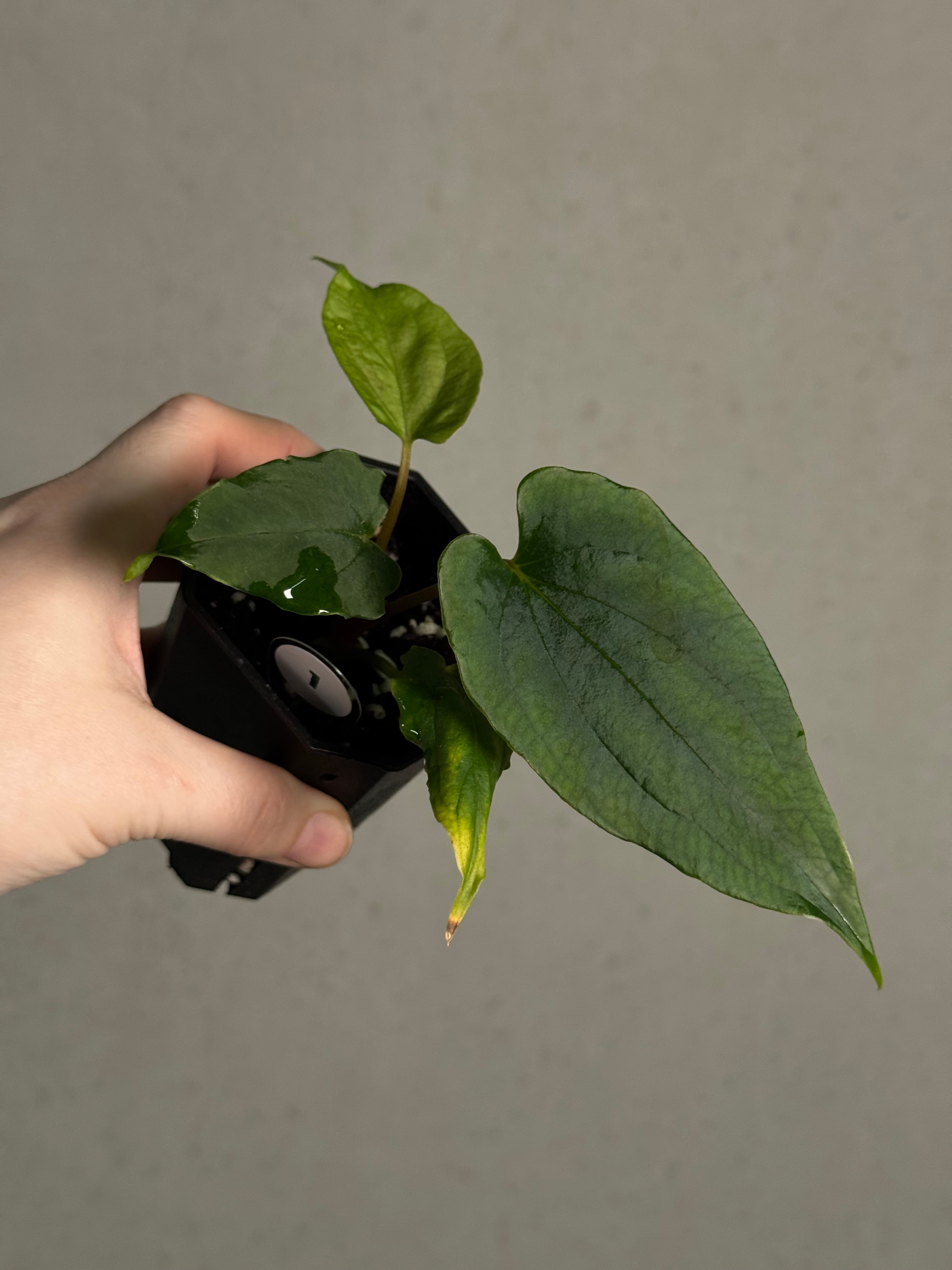 Anthurium Ralph Lynam x self