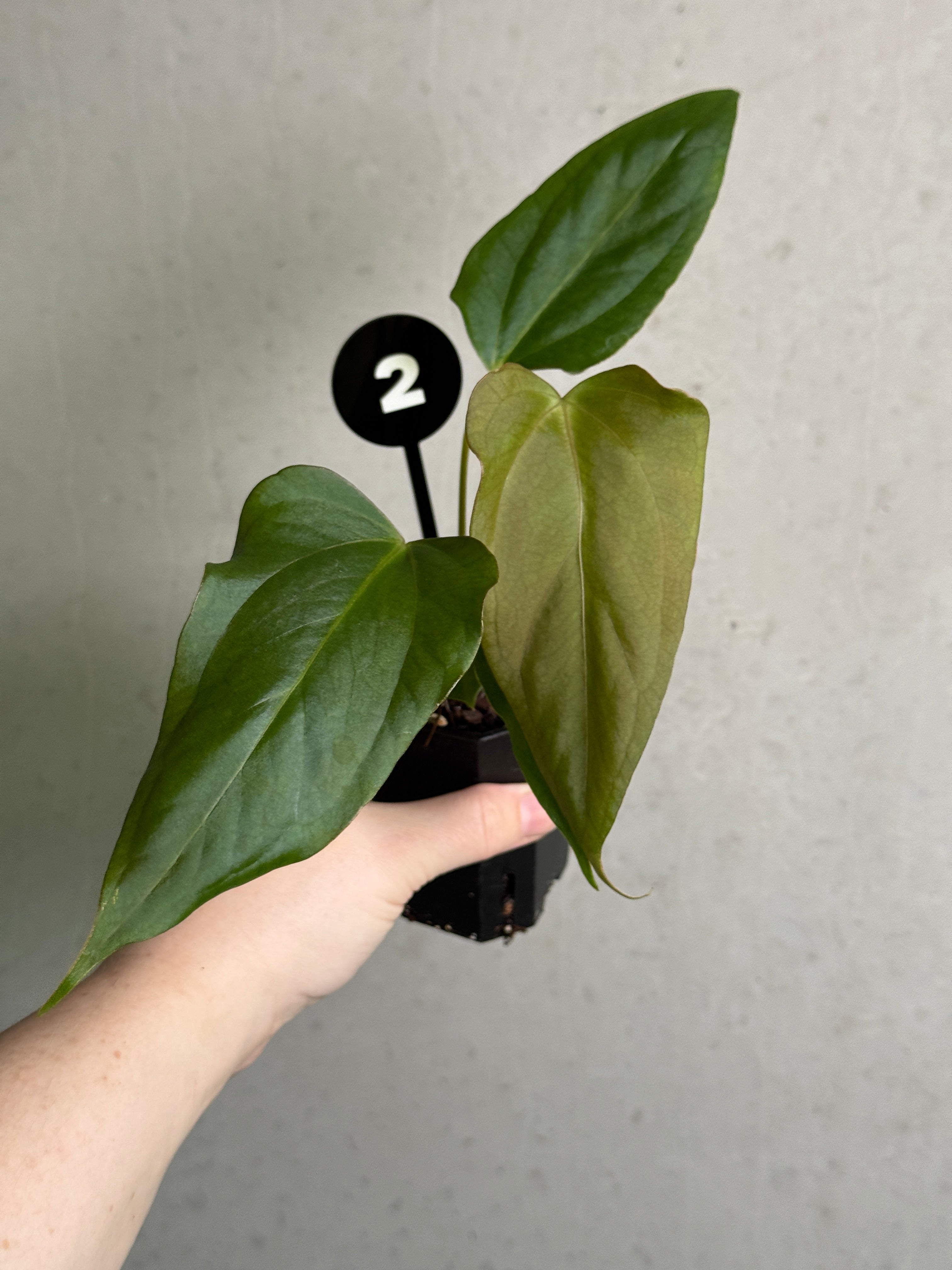Healthy Anthurium plant with glossy green leaves and vibrant red spathes, a hybrid of 'Cobra' x Fort Sherman by SMUKHI.