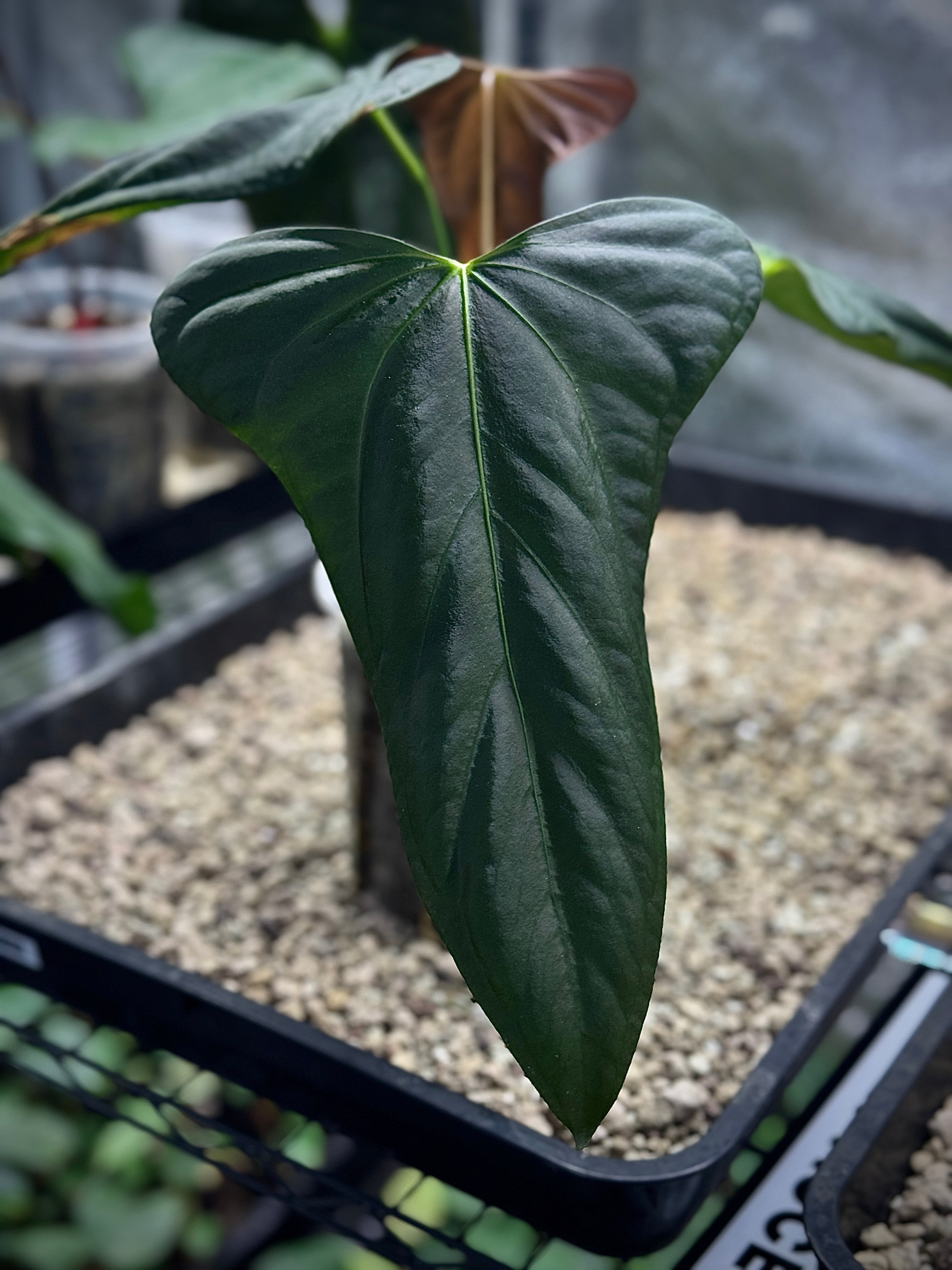 NFS: Anthurium Indo Portillae - SMUKHI