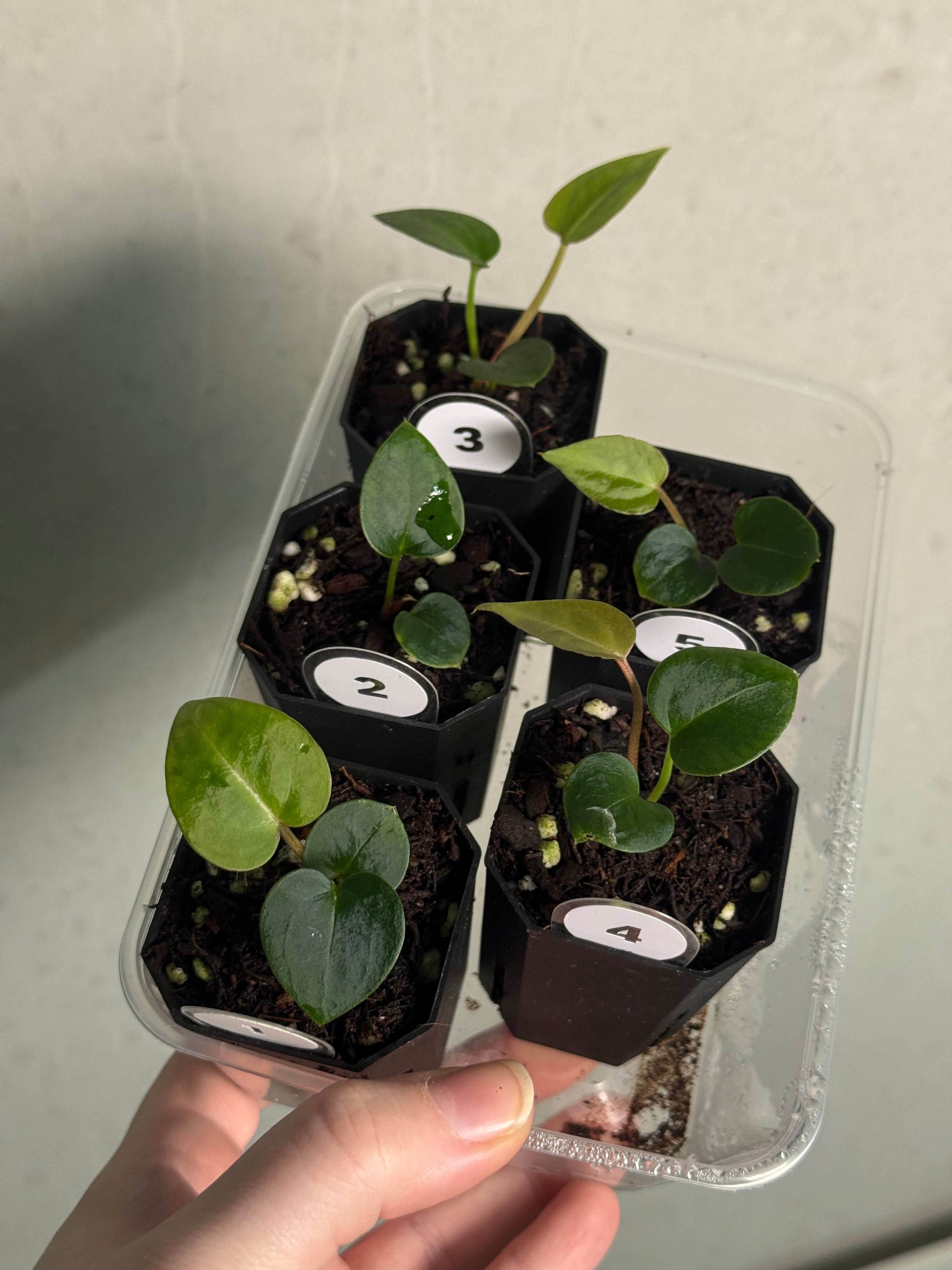 Anthurium (Black Widow x Red Velvet Cake) x Crystallinum ‘Chocolate’ - SMUKHI