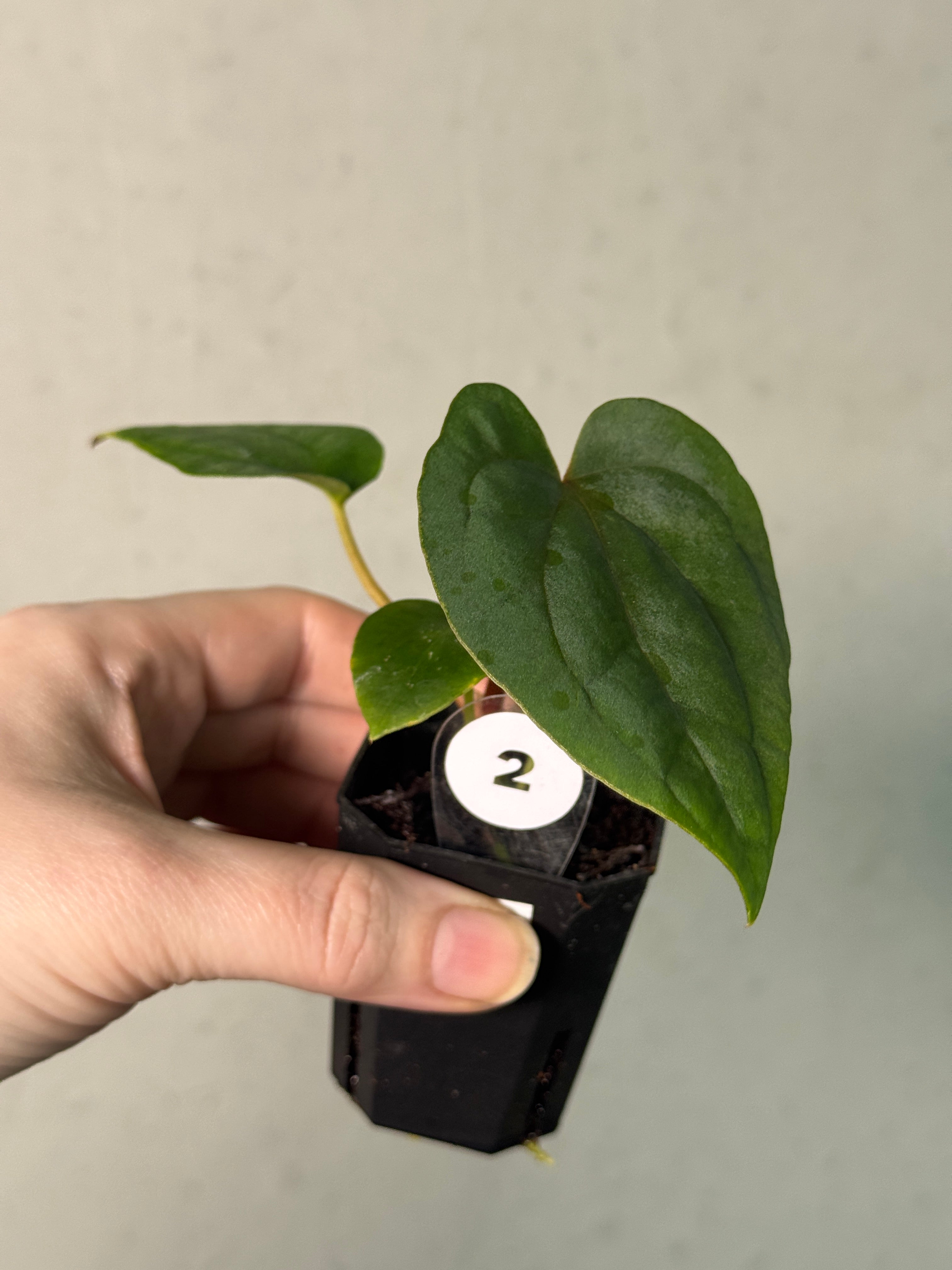 Anthurium Dressleri NSE 'Obsidian' x (Black x RG F2 Dark) - SMUKHI