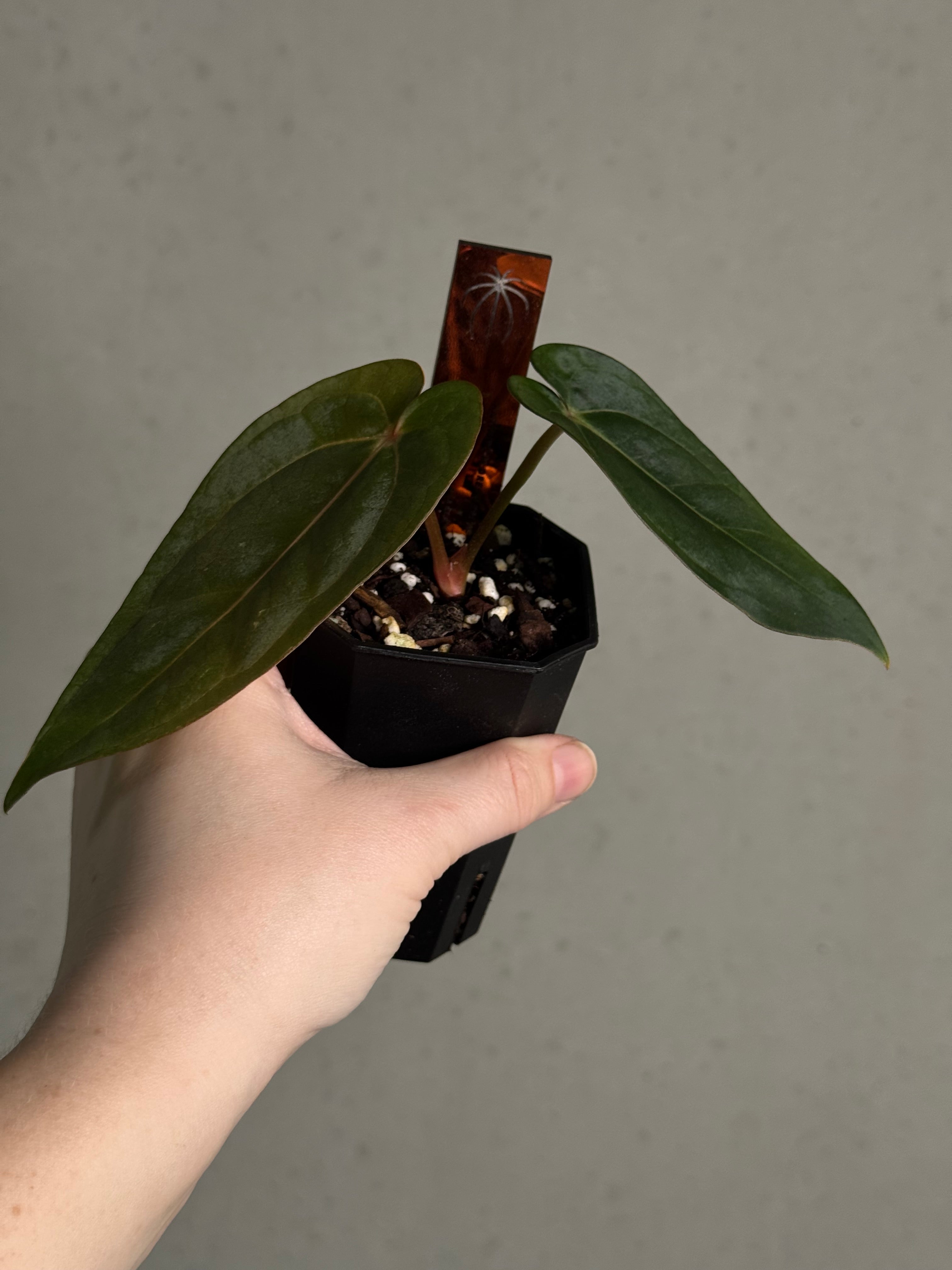 Anthurium Dressleri RG F2 ‘Dark Clone’ x Carlablackiae GPH-001 - Sad Plant - SMUKHI