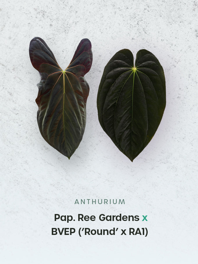 Anthurium Papillilaminum Ree Gardens x BVEP (‘Round’ x RA1)