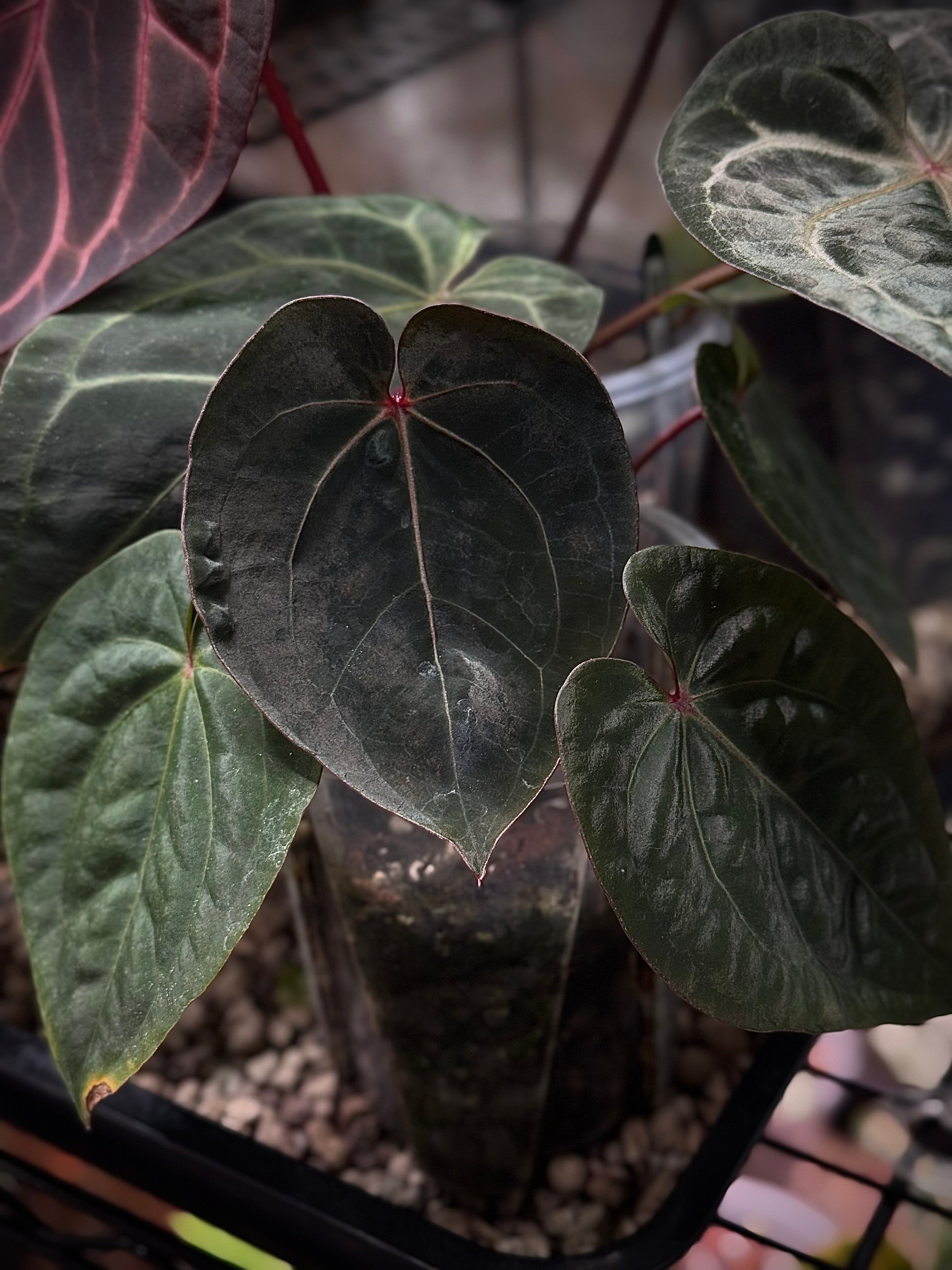 NFS: Anthurium 'Blood Moon' - SMUKHI