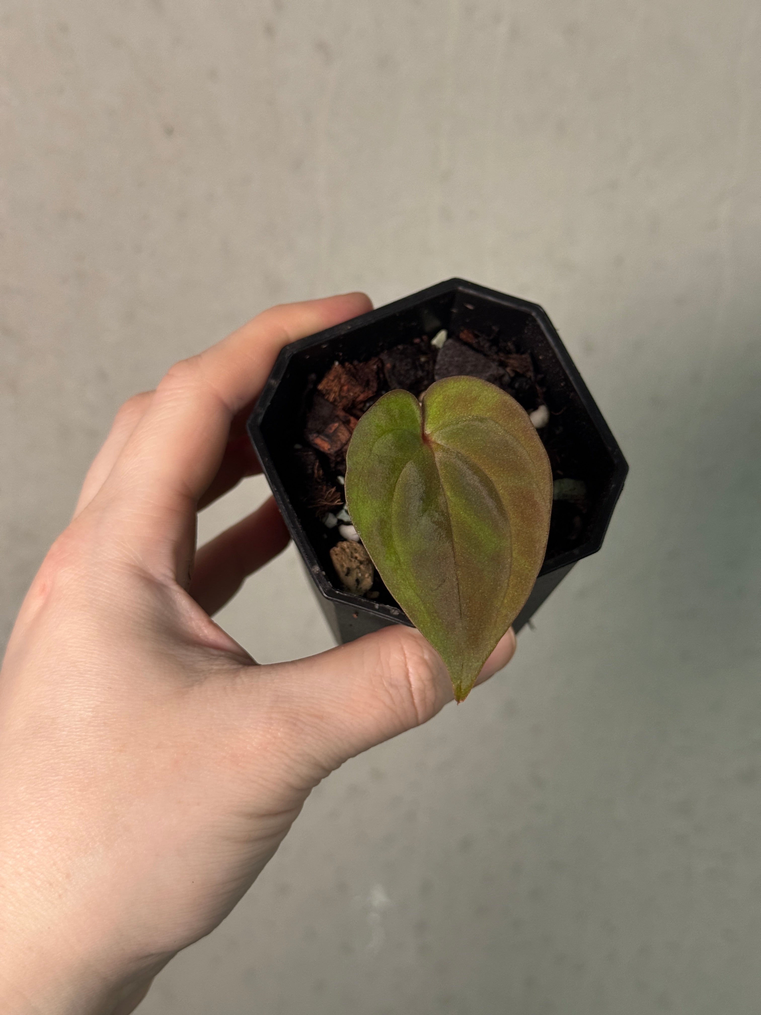 Anthurium Papillilaminum RA4 S1 x 'Vanderbilt' - Clone