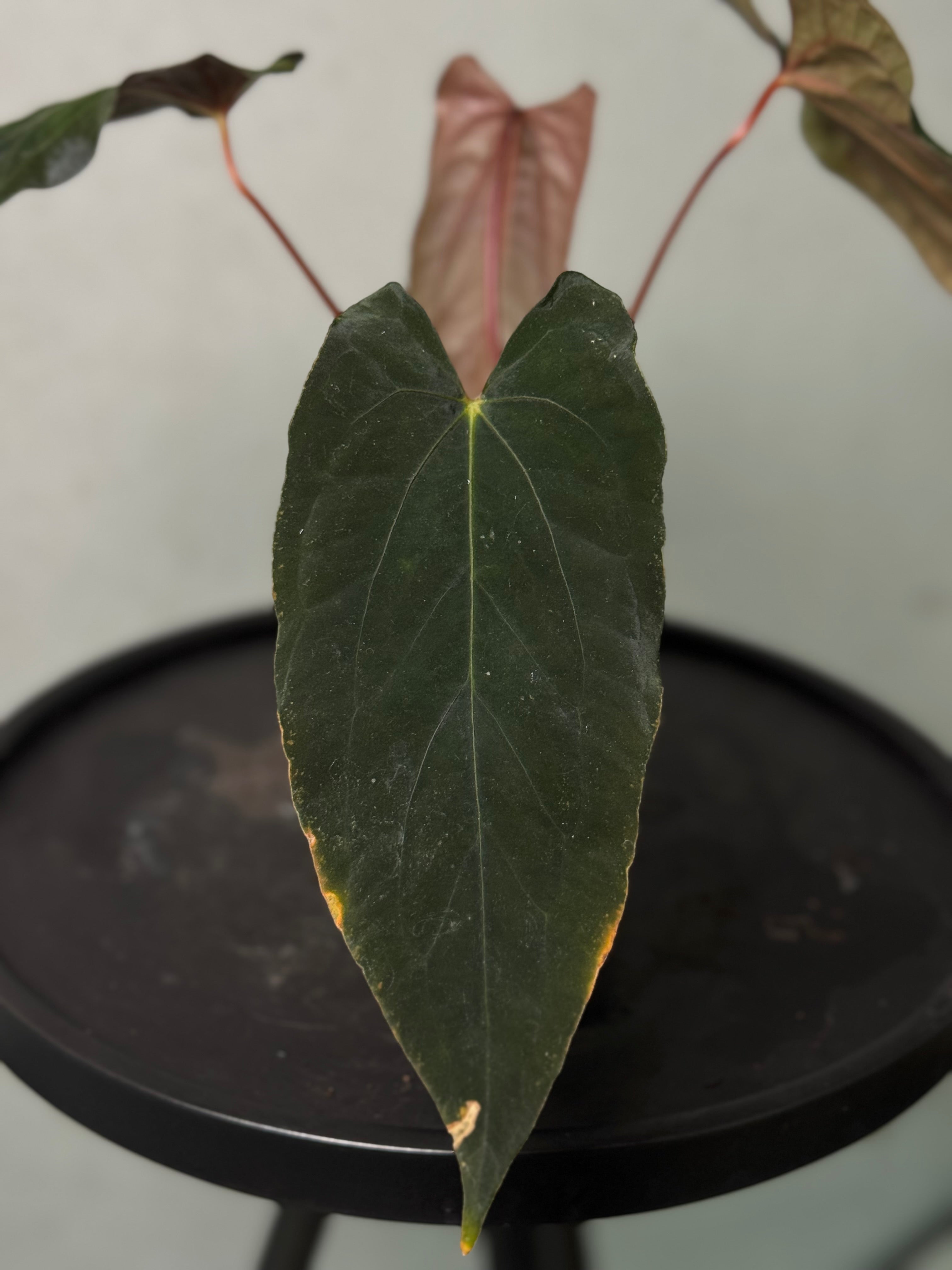 Anthurium Ralph Lynam x self (JV)