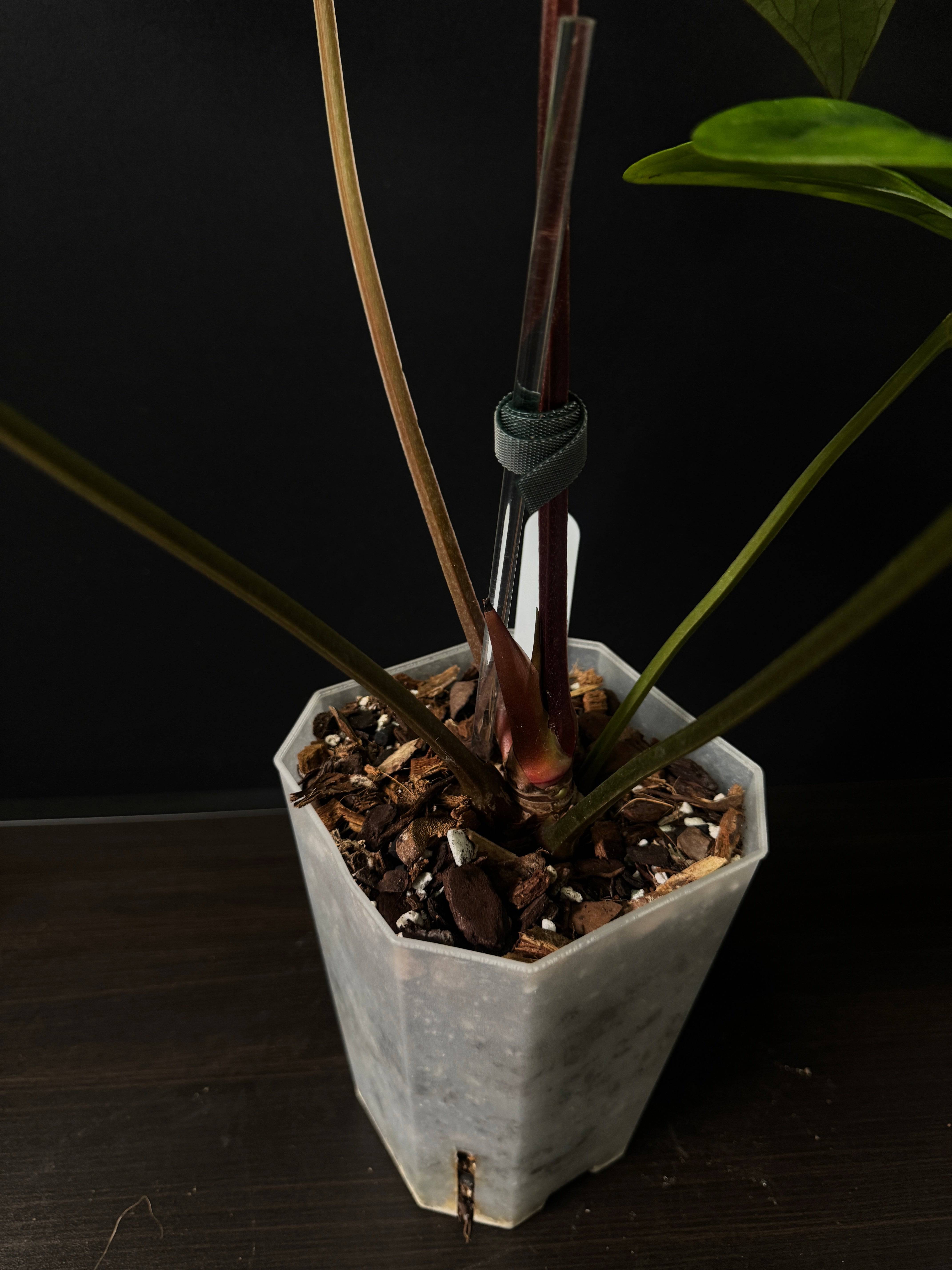 NFS: Anthurium sp. Napo x Luxurians - SMUKHI