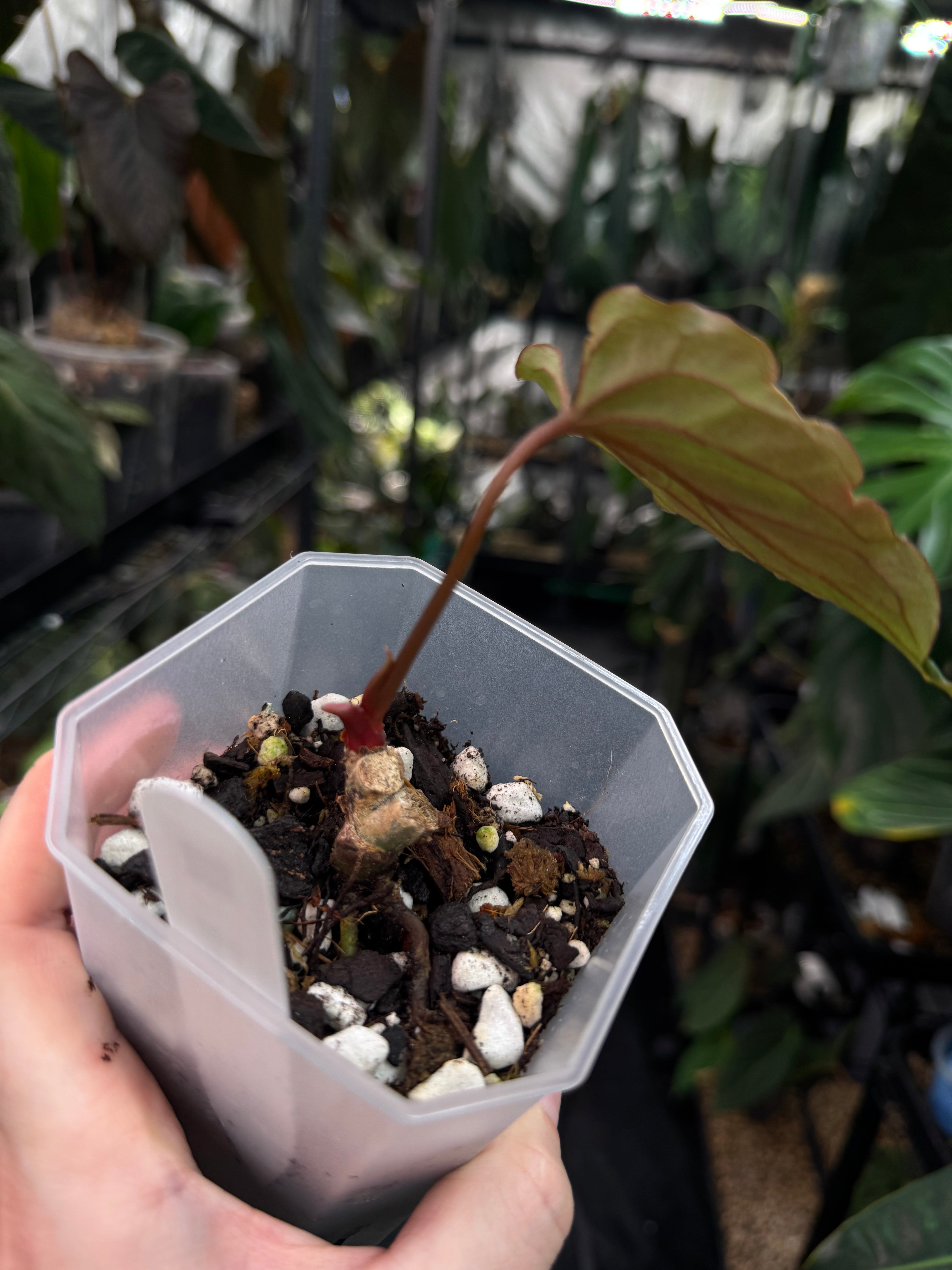 Anthurium Ralph Lynam x self