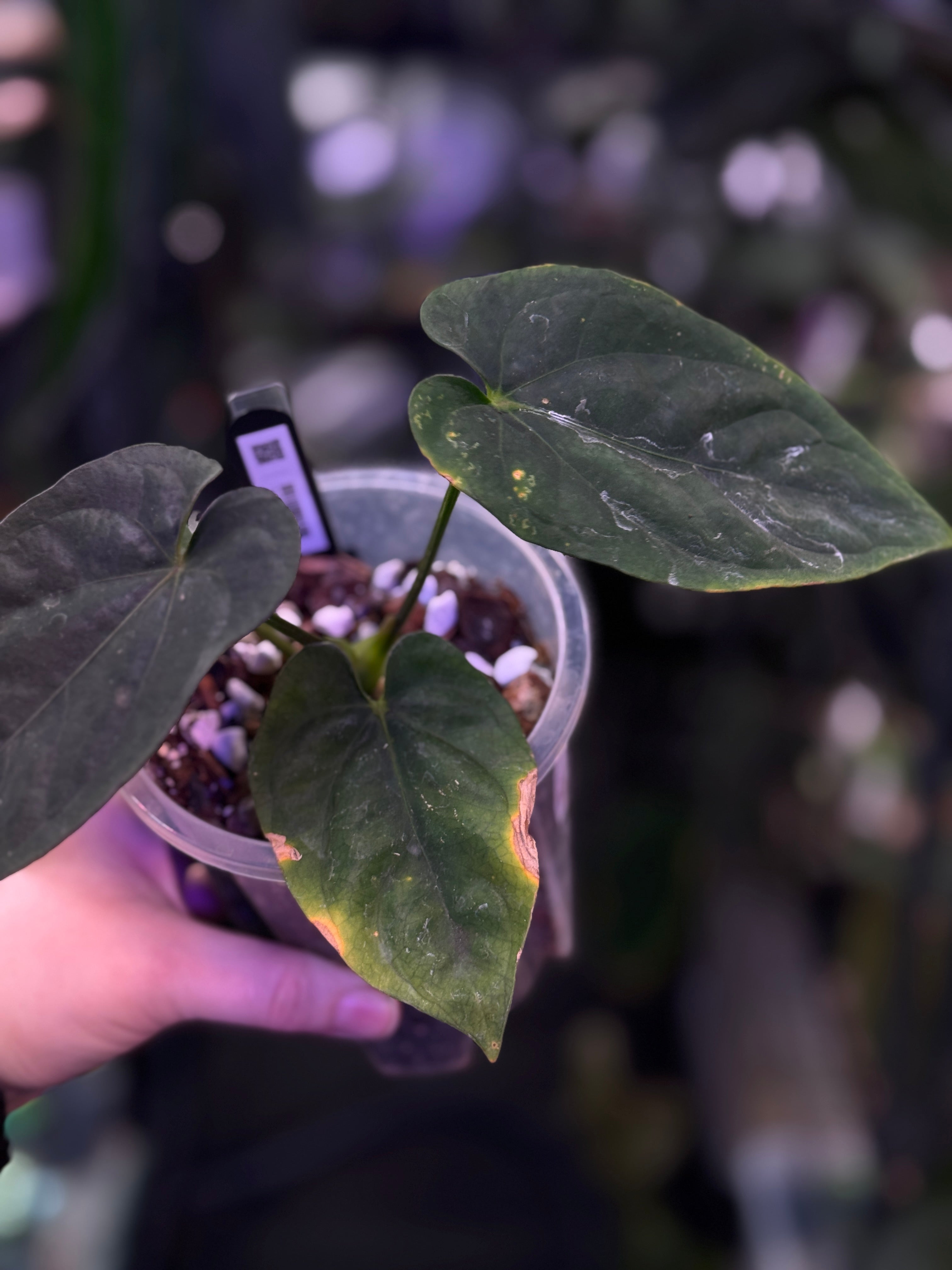 Anthurium RG Dressleri F2 ‘Dre’ x F1 ‘Ivy’