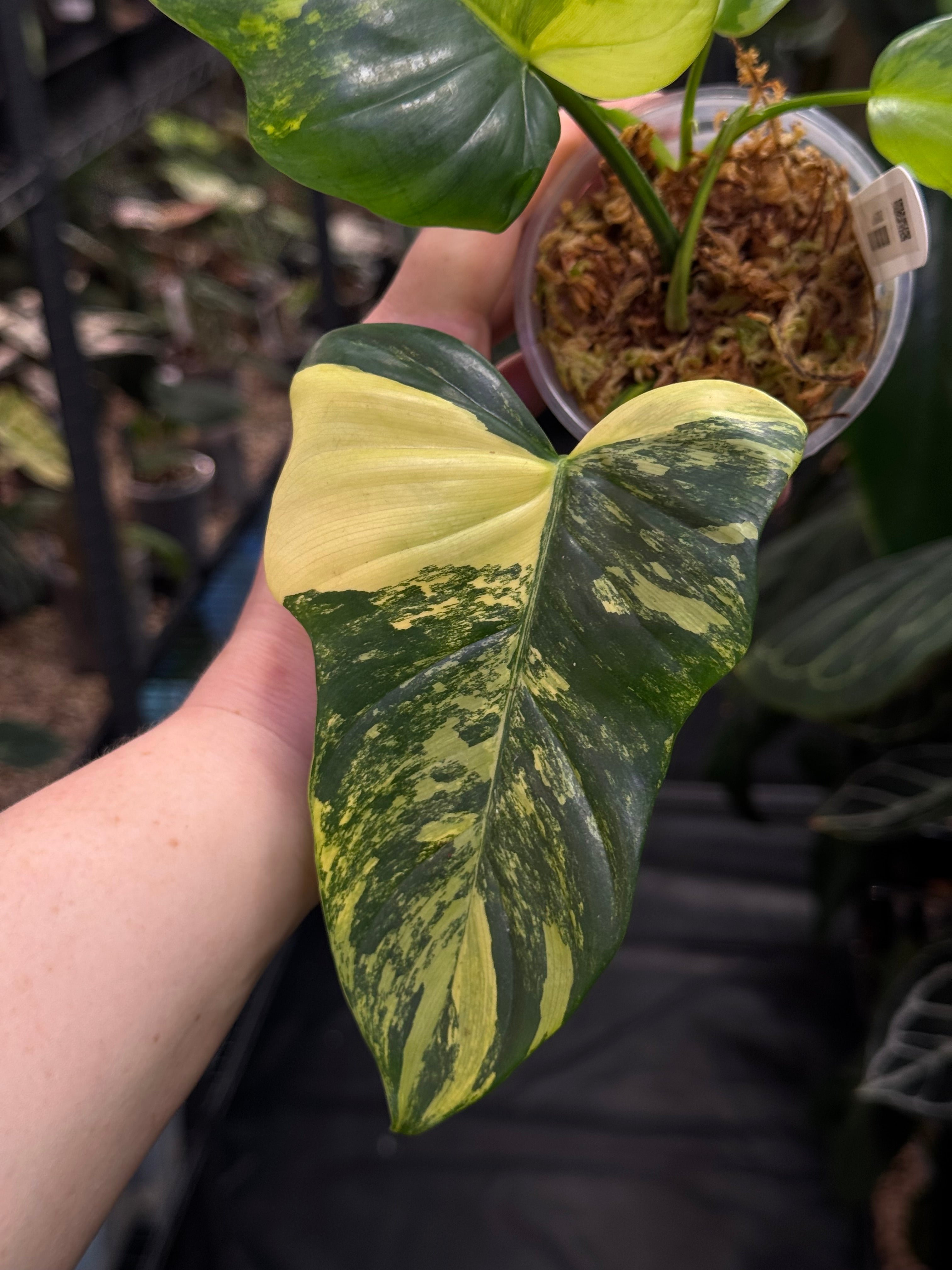 Philodendron Violin variegata
