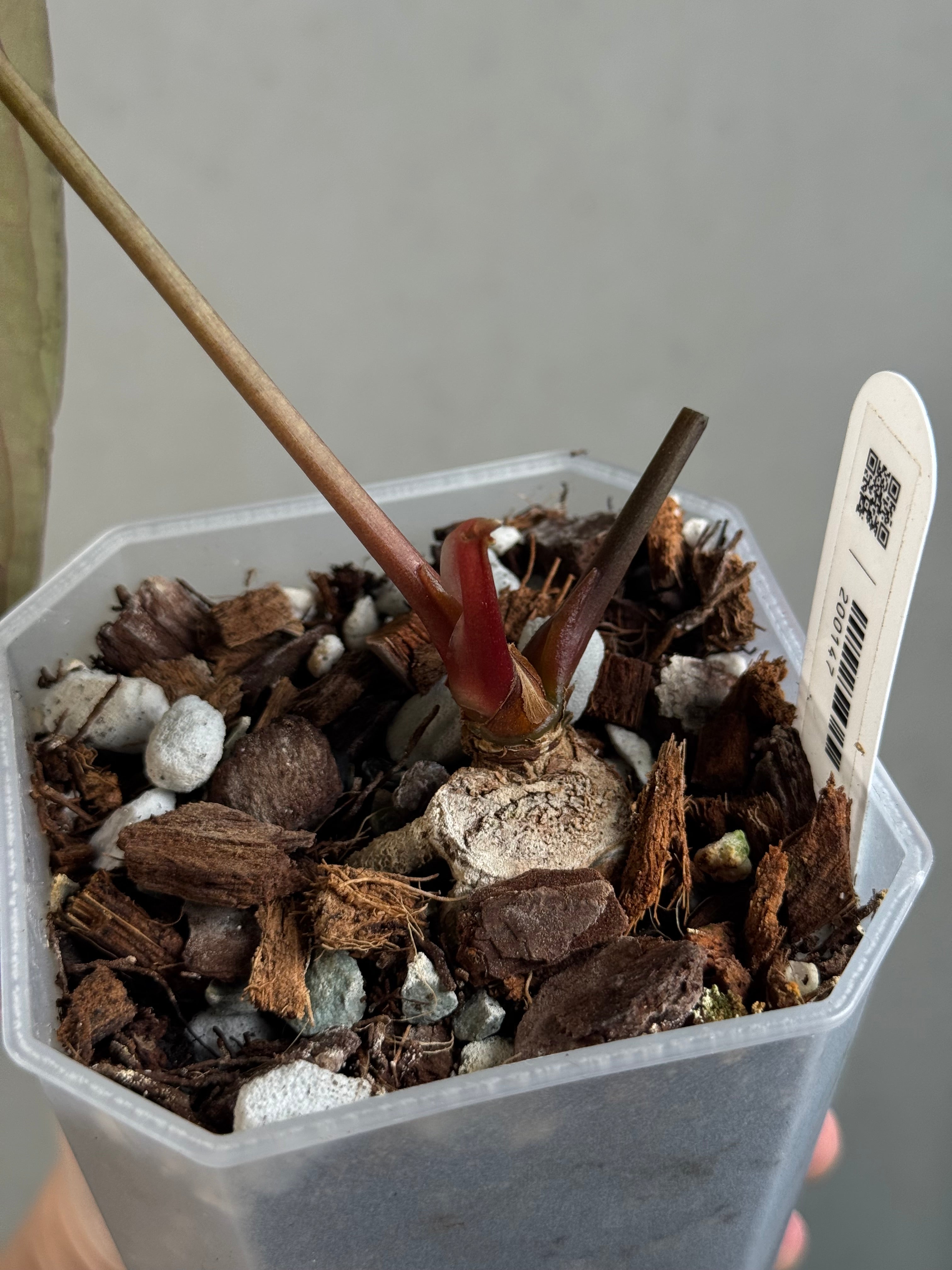 Anthurium Dark Phoenix - Clone