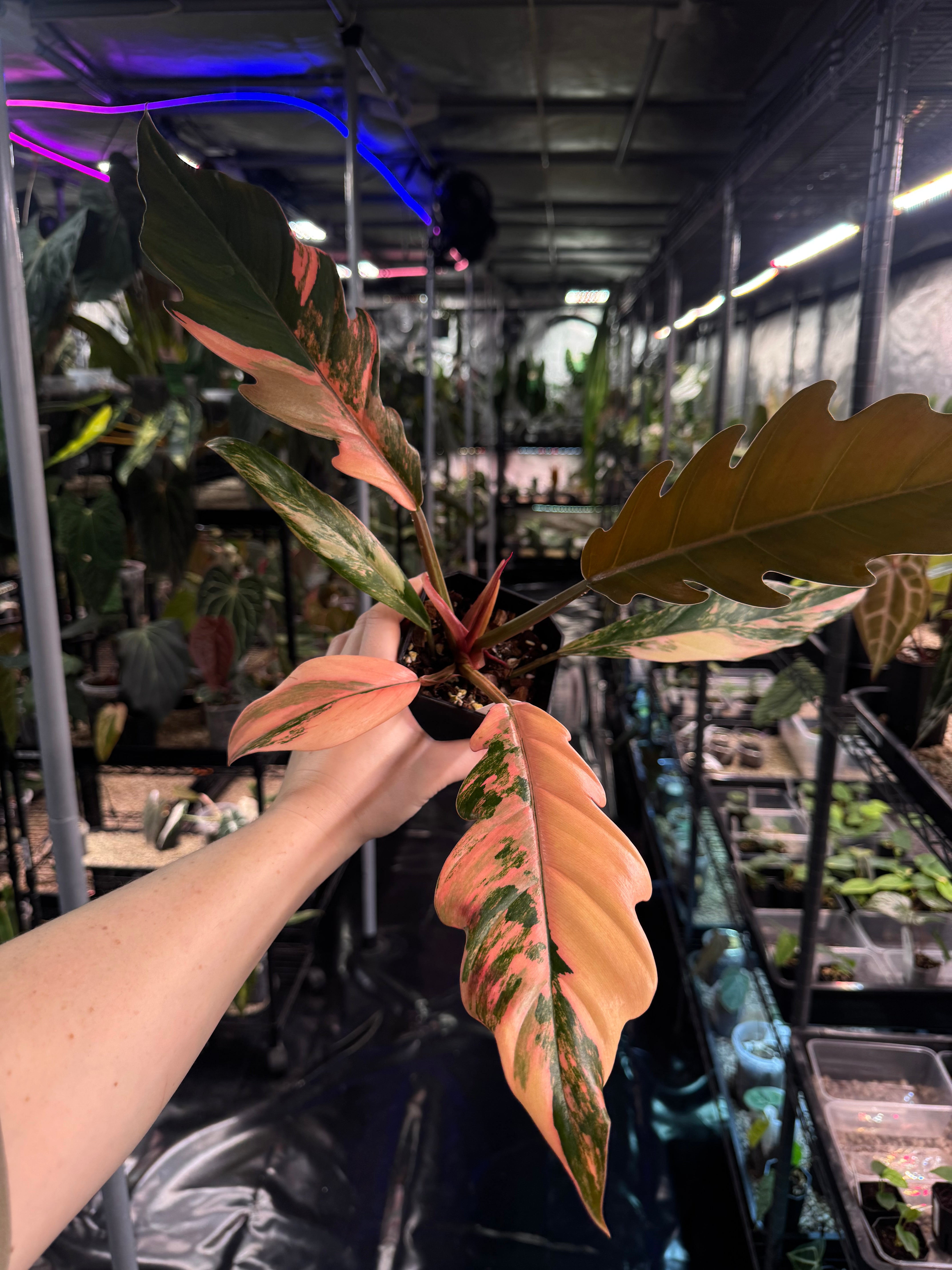 Philodendron Caramel Marble