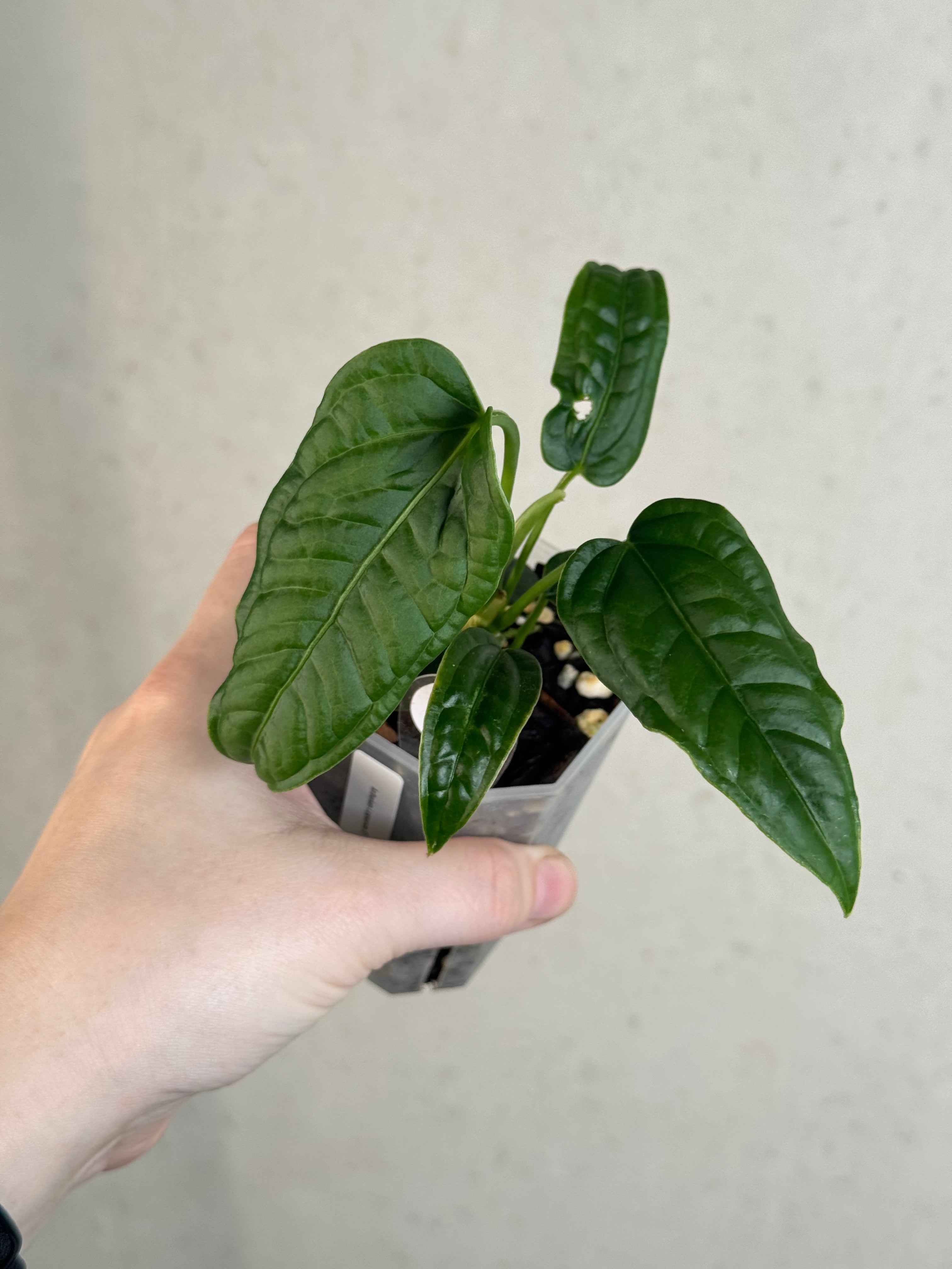 Anthurium Lappoanum S1