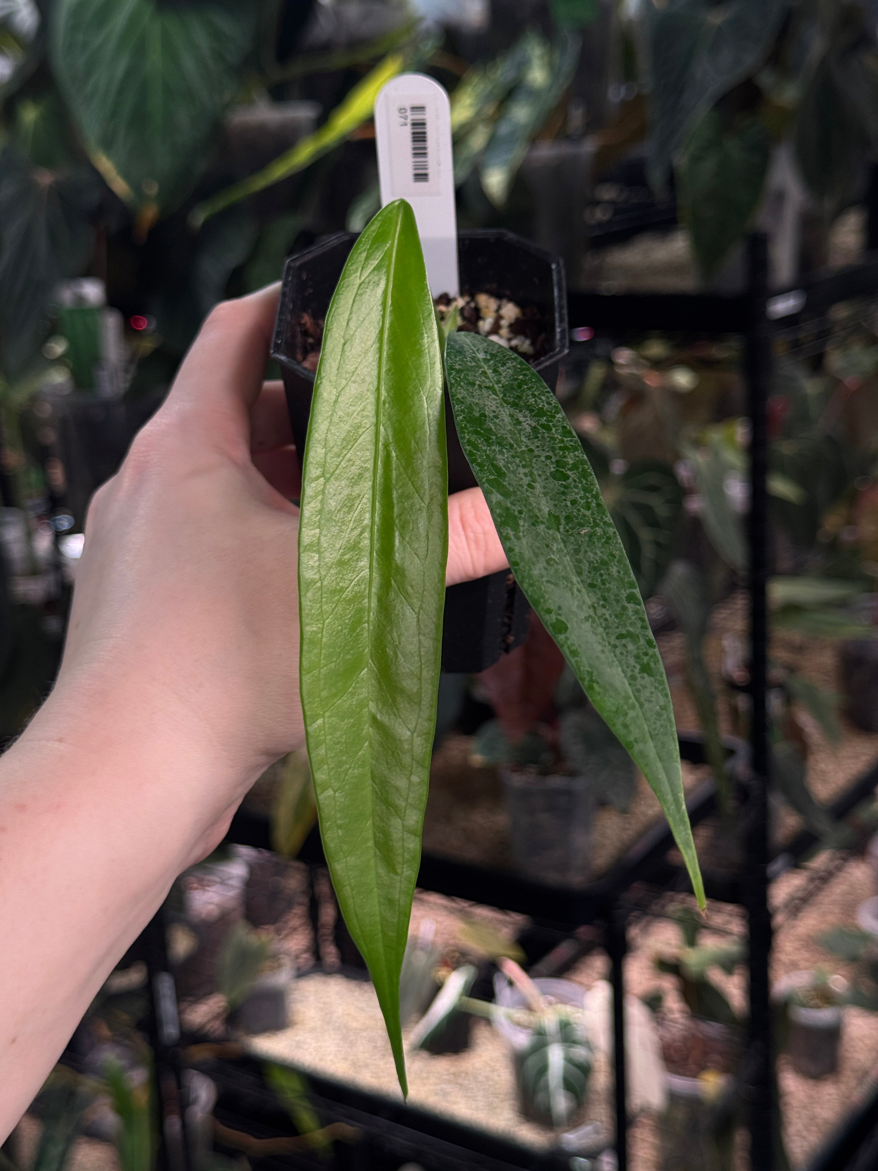 Anthurium Eminens S1