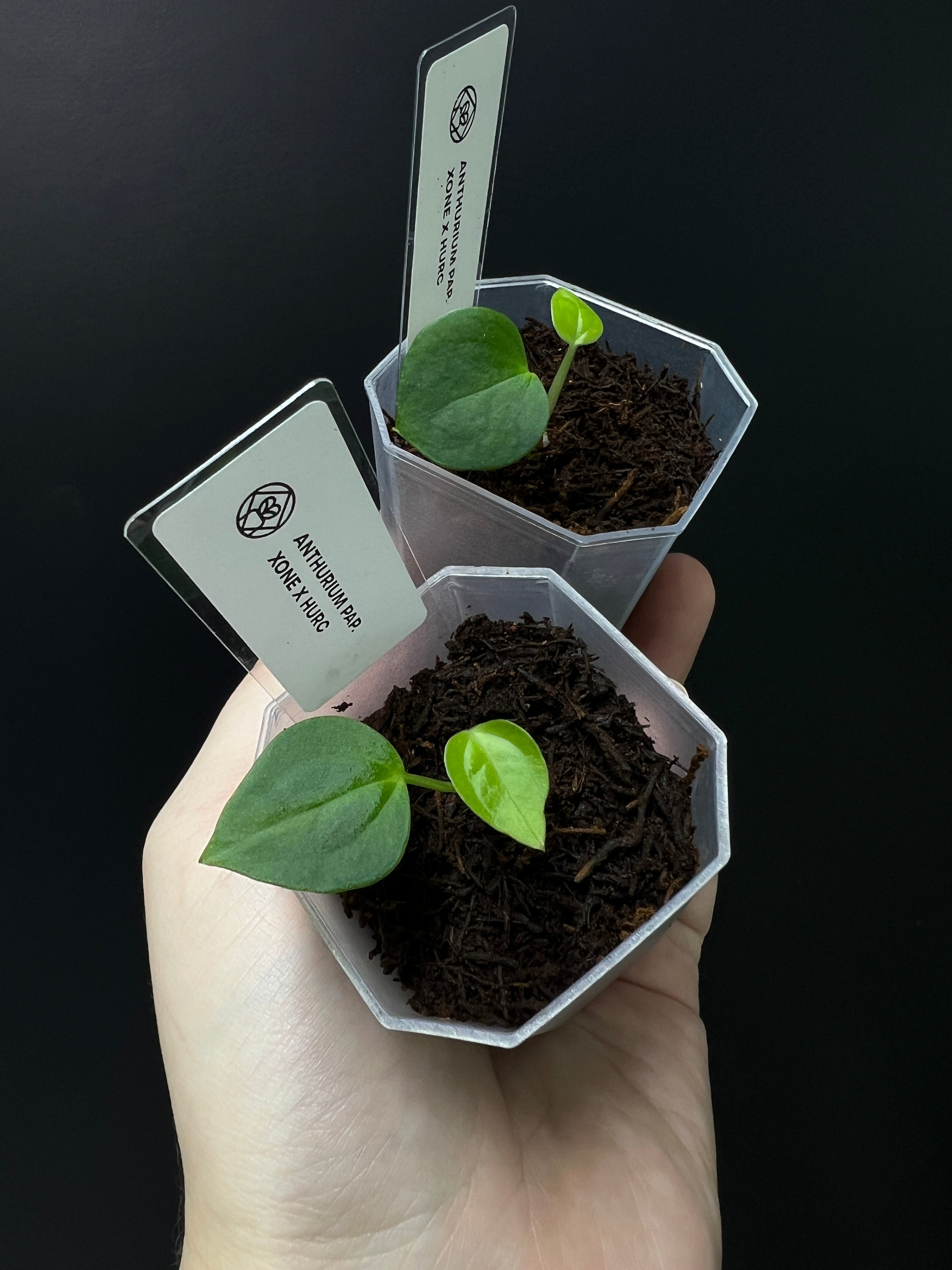 Anthurium Xone x HUxRC - Seedling