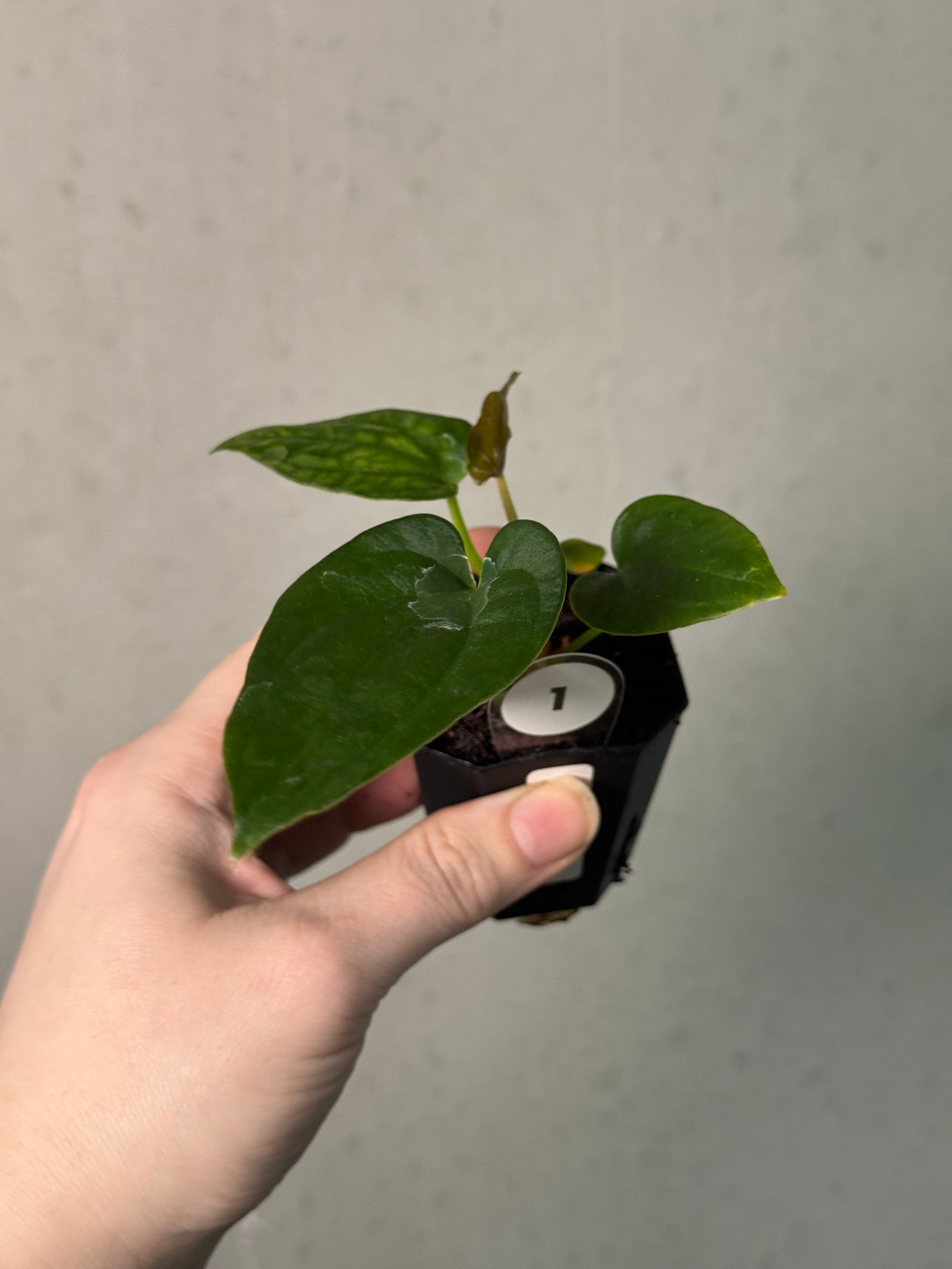 Anthurium Dressleri NSE 'Obsidian' x (Black x RG F2 Dark) - SMUKHI
