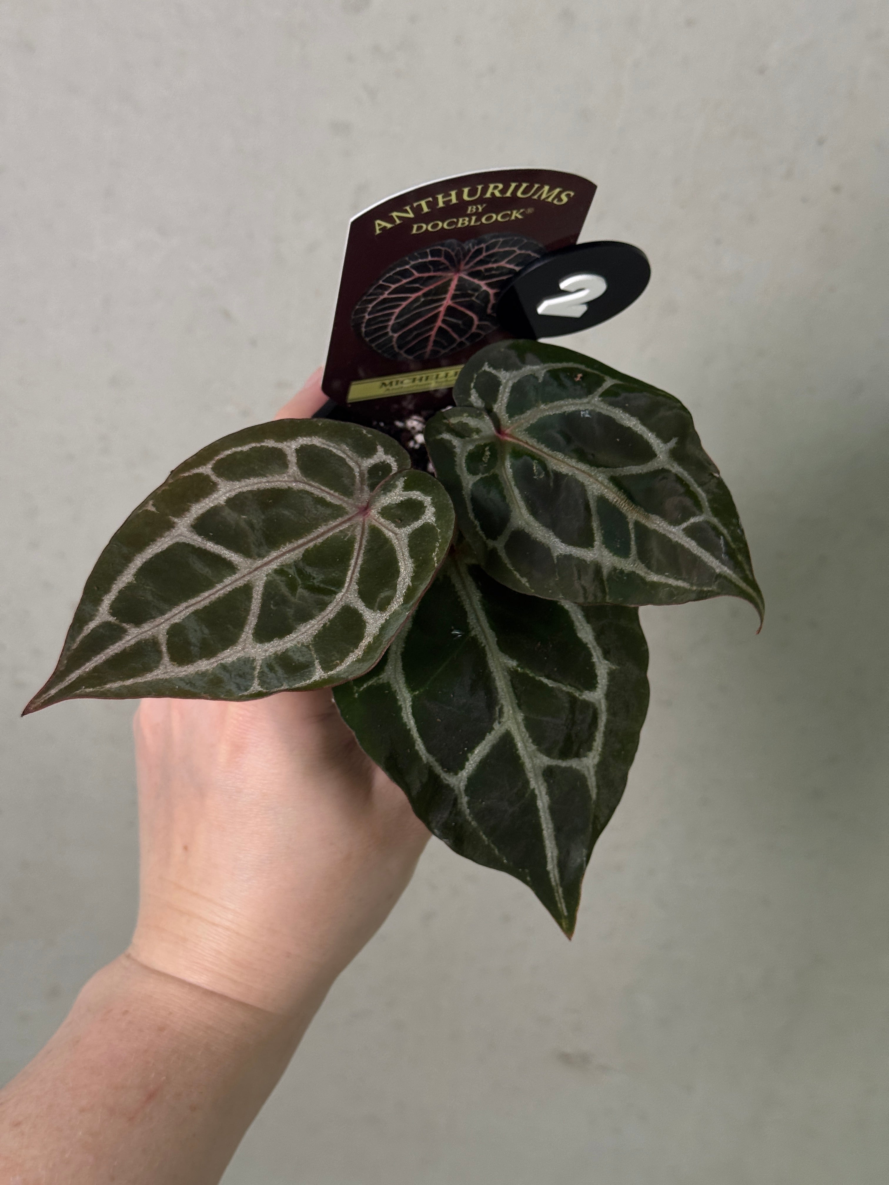 Anthurium Michelle