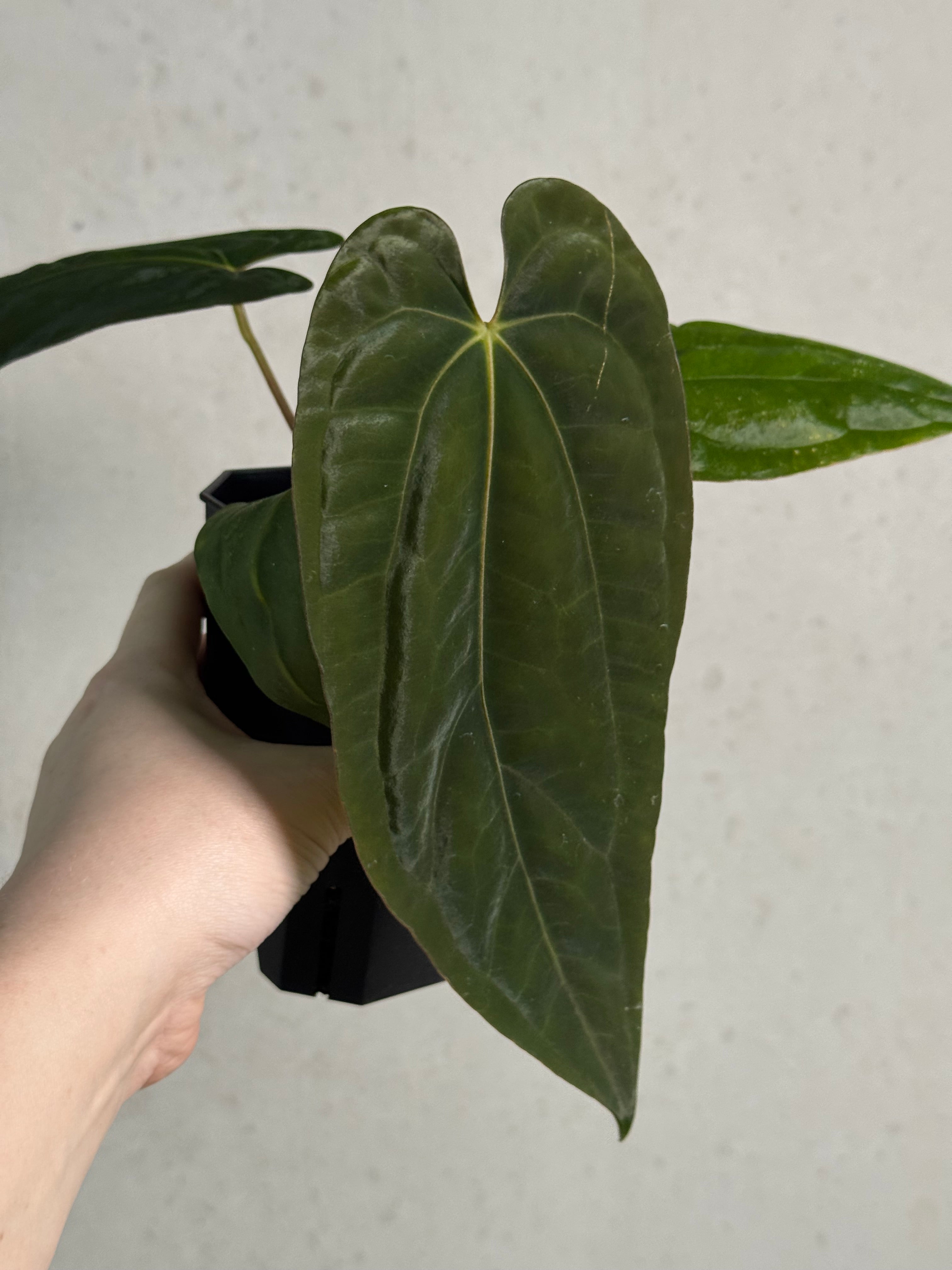 Anthurium Fort Sherman x Dressleri RG - SMUKHI