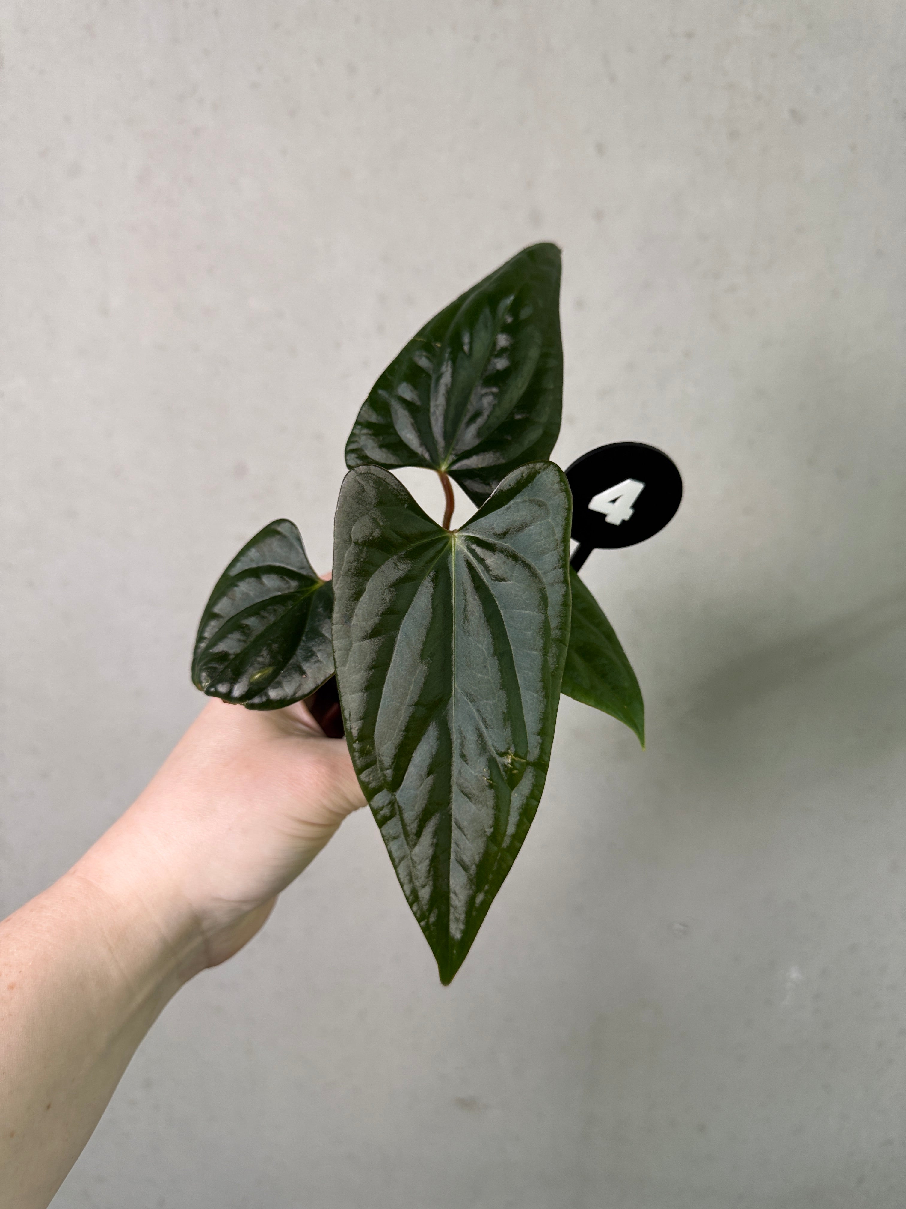 Dark Phoenix x Goliath anthurium plant from SMUKHI, featuring lush green leaves and distinctive dark-colored foliage.