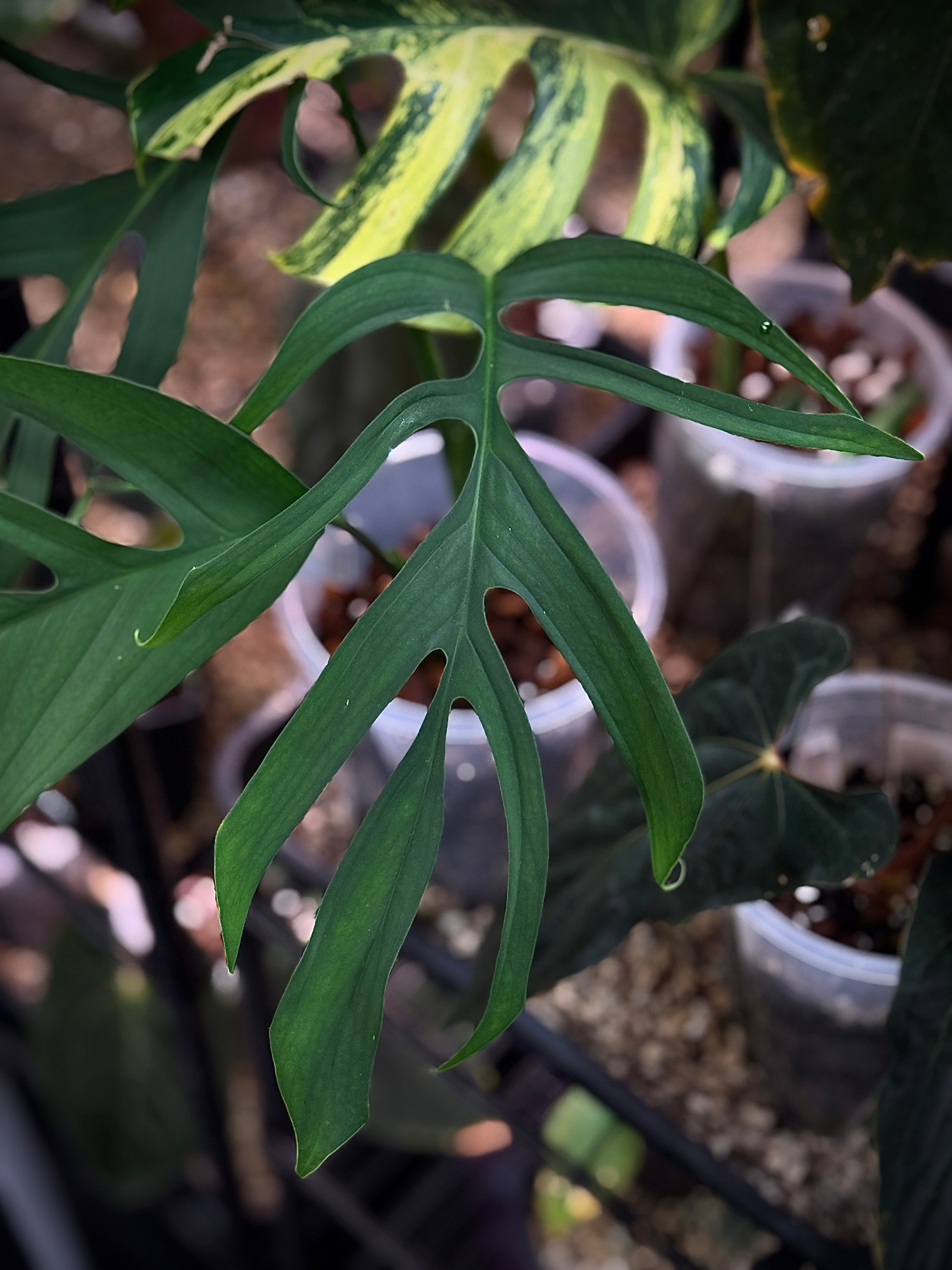 Monstera Croatii - SMUKHI