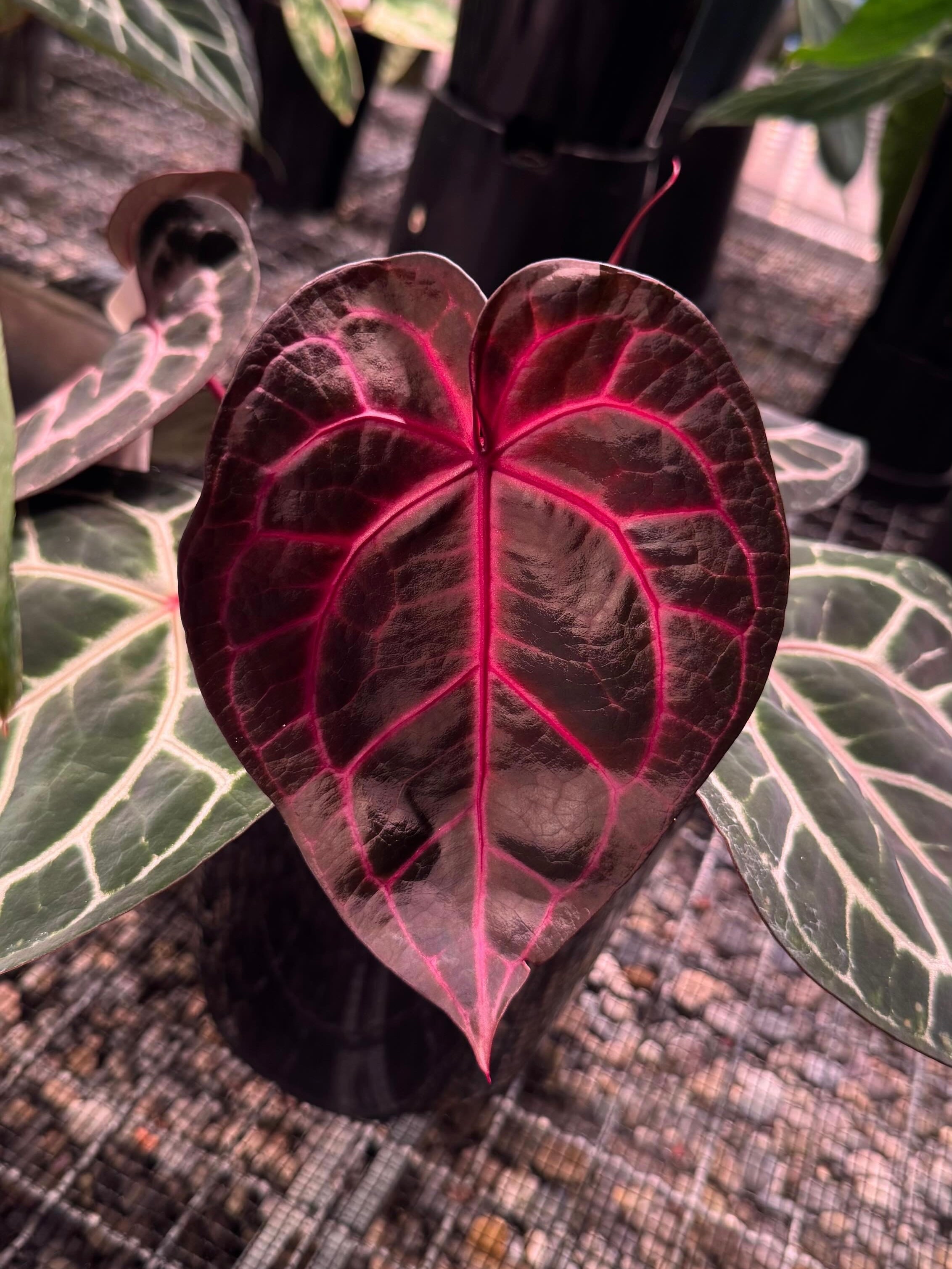 Variegated Stingray Anthurium Michelle S1 x Crystallinum ‘Chocolate’ plant with large, glossy dark leaves and unique variegation.
