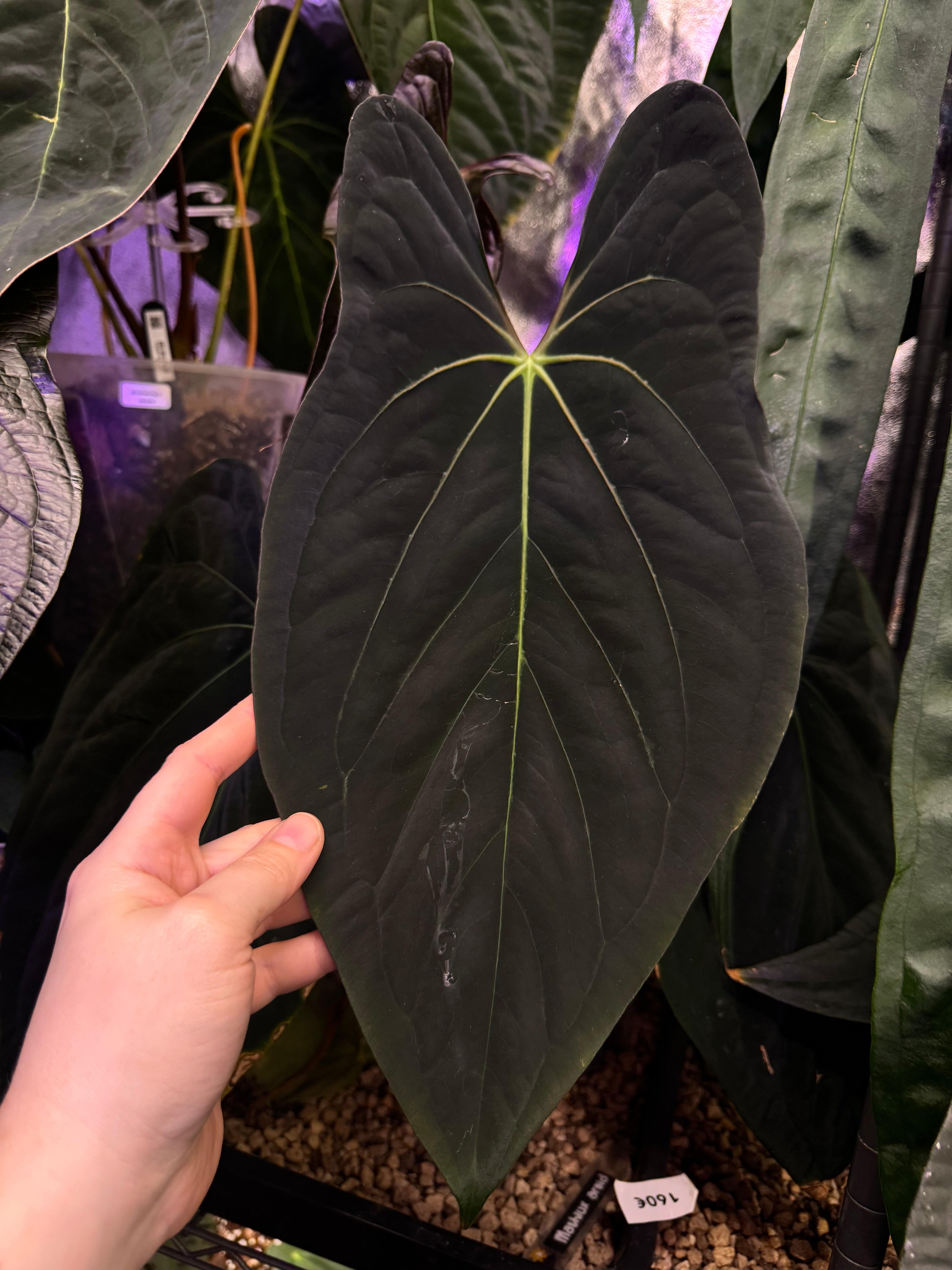 Anthurium Fort Sherman x Red Vein Dark Phoenix - Clone - SMUKHI