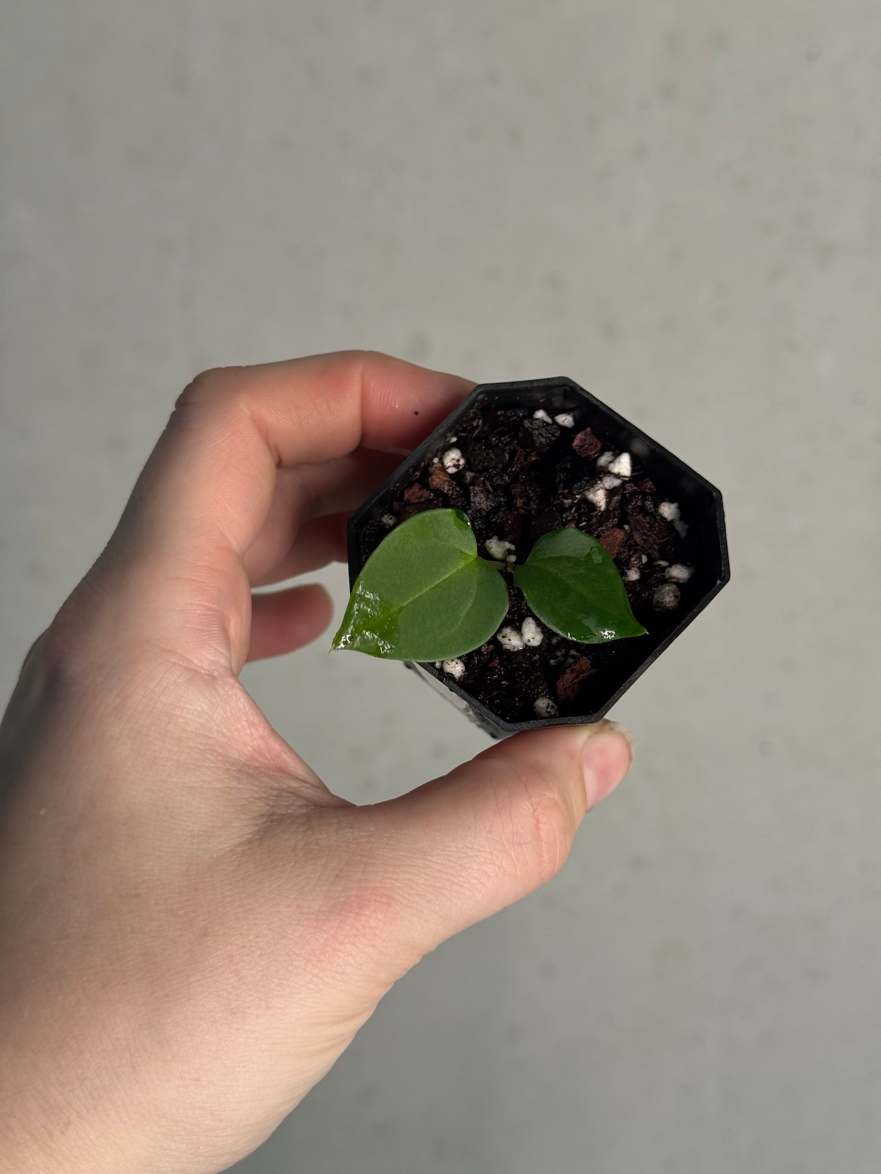 Anthurium BVEP ('Round' x RA1) x (Dark Phoenix x Blue Papillilaminum)