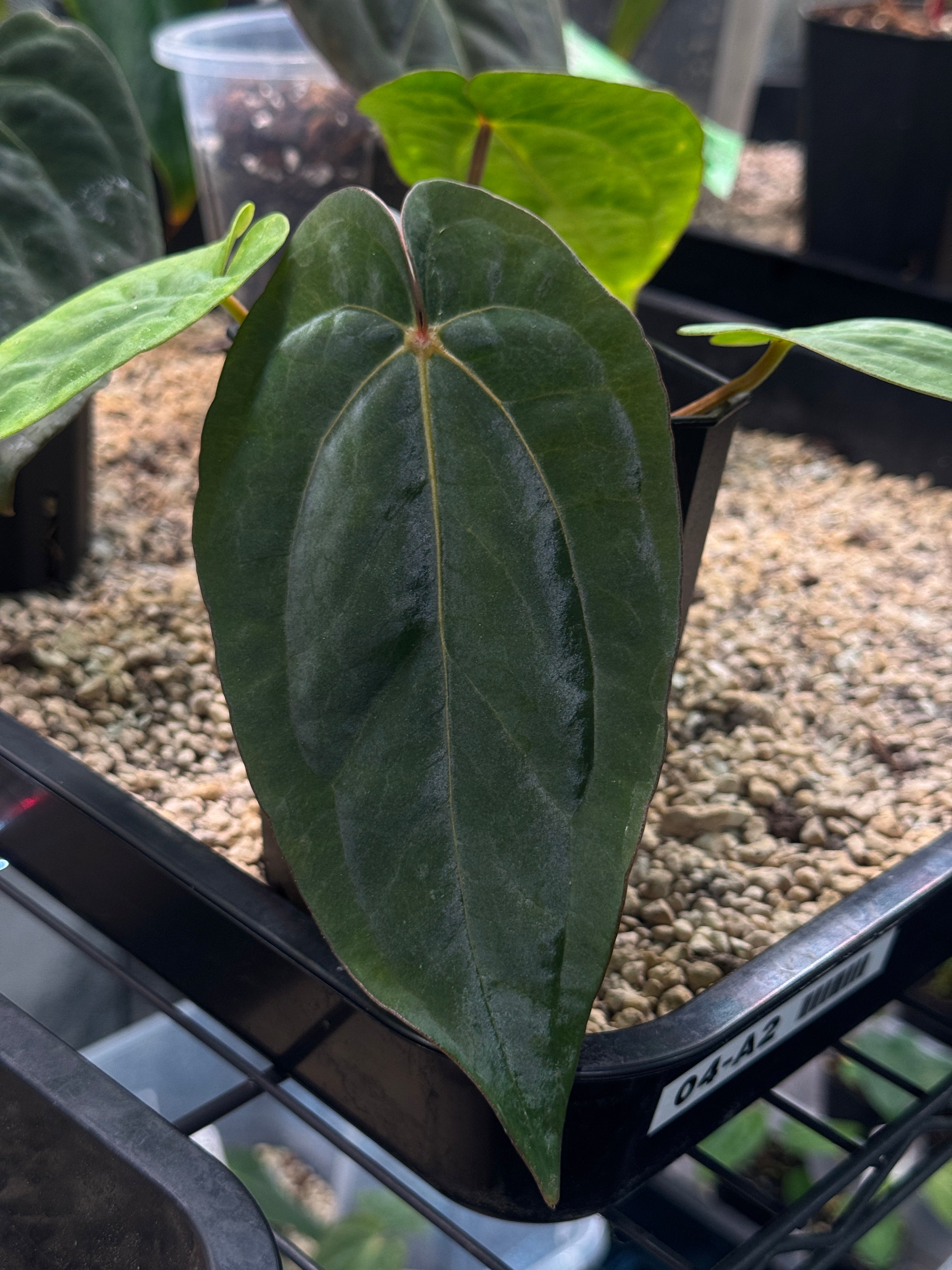 Anthurium (Dressleri RG F2 Dark x Carlablackiae 'Amanda') x Dressleri RG