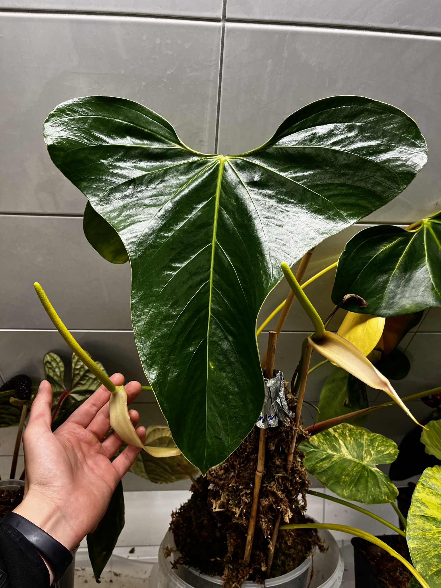 Anthurium Subsignatum x FSxRL ‘Grim Reaper’ - SMUKHI