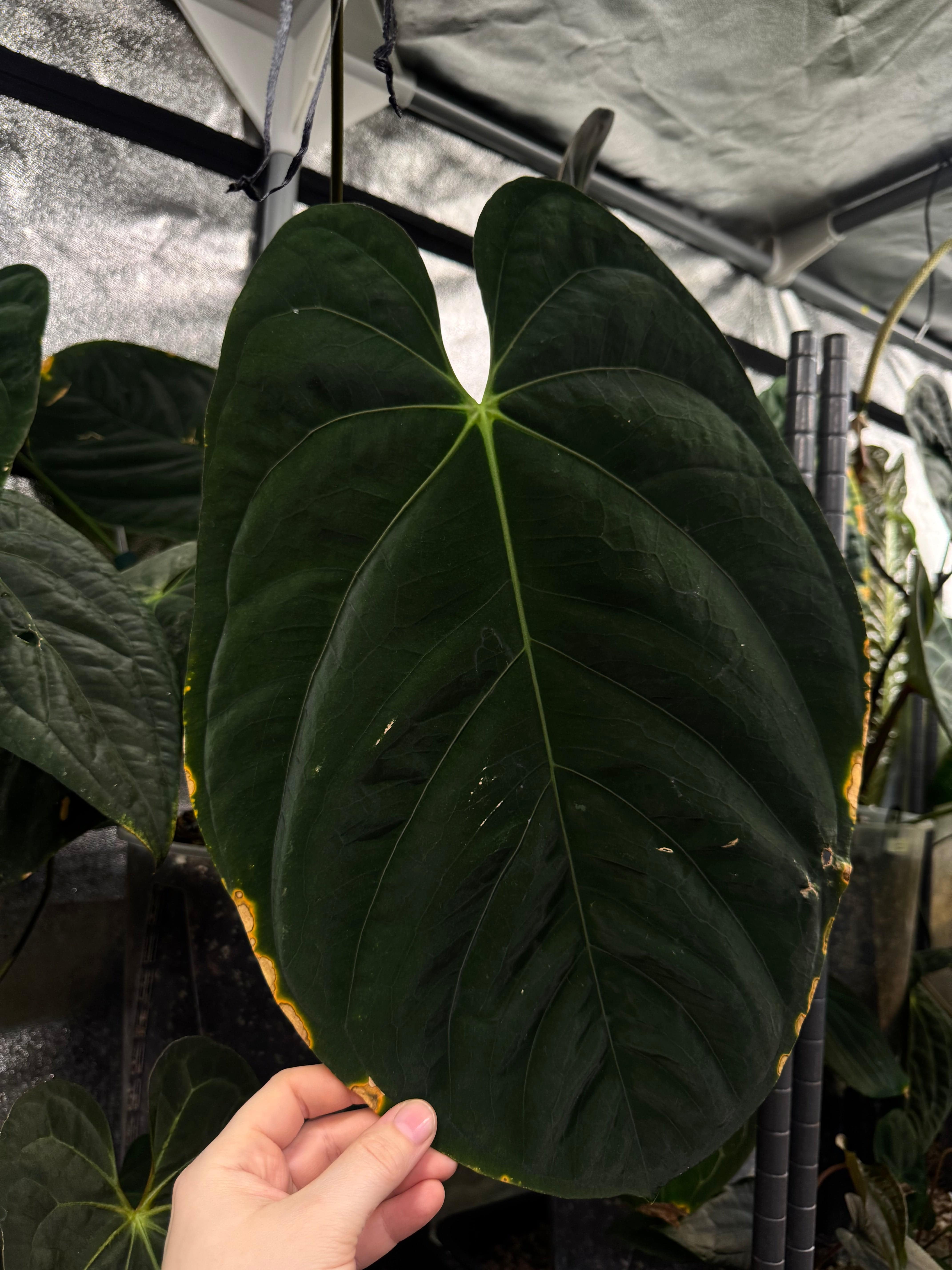 NFS: Anthurium Goliath #2 - SMUKHI