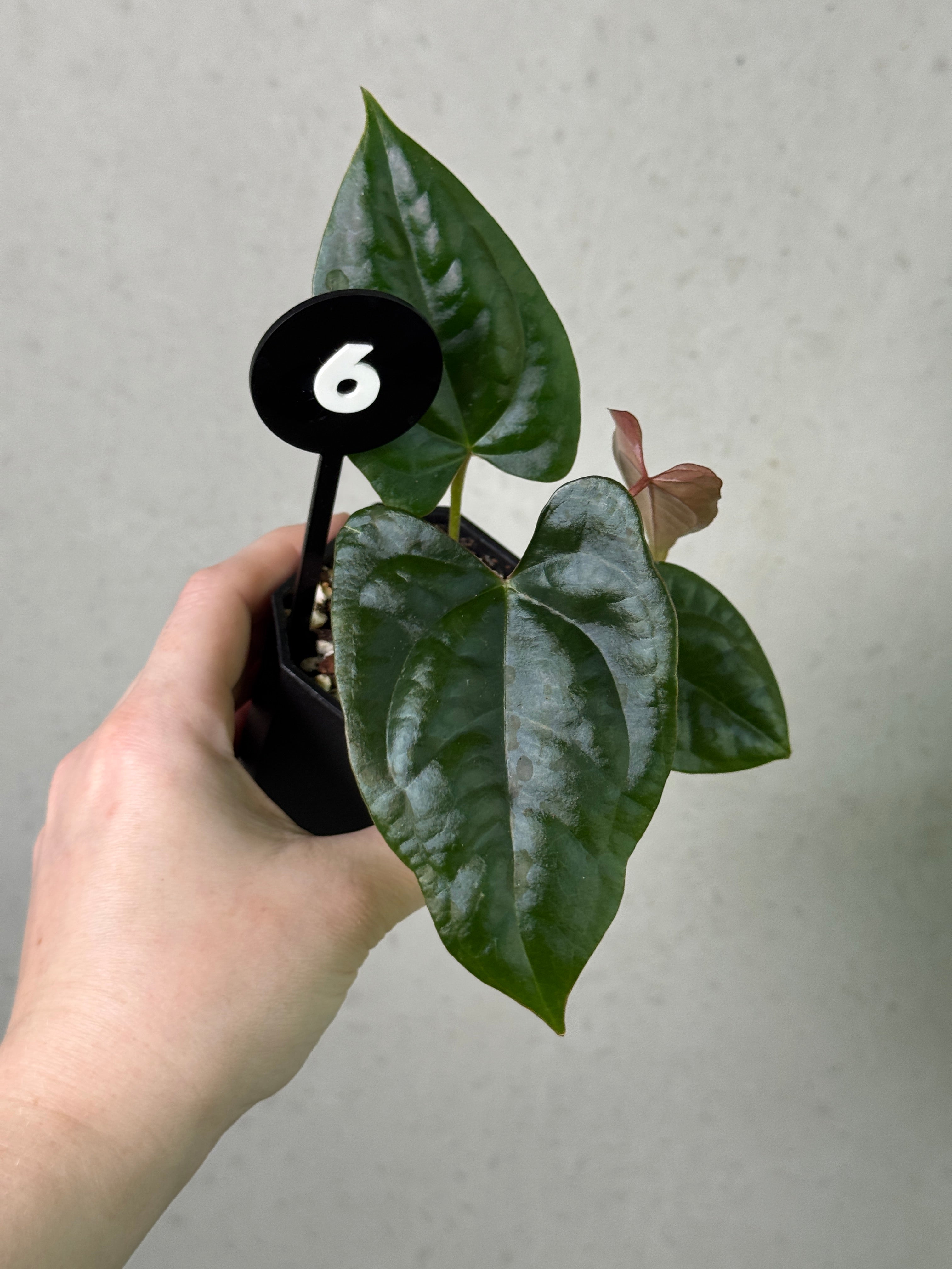 Dark Phoenix x Goliath anthurium plant with lush dark leaves, flowering in a decorative pot, by SMUKHI.