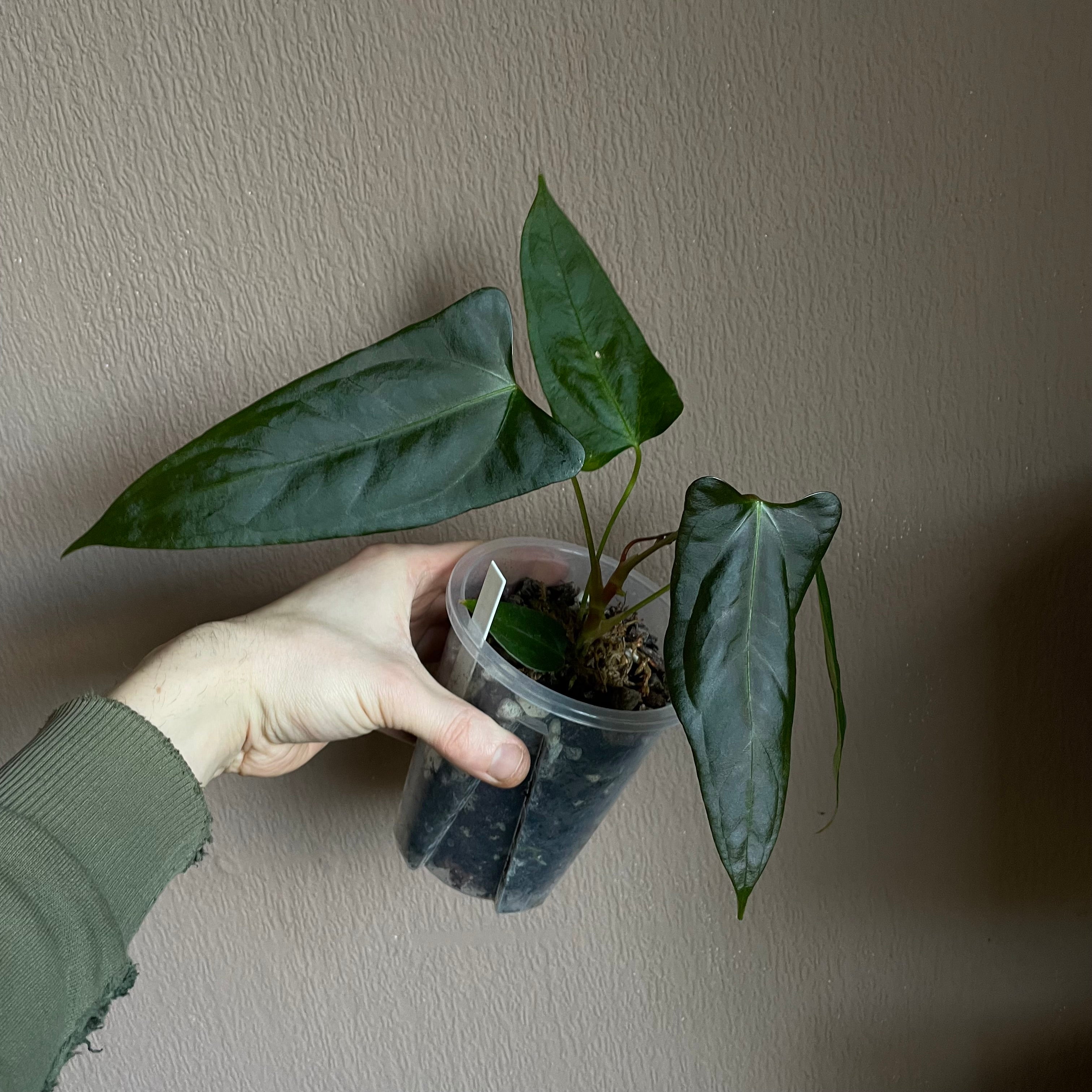 Anthurium - Various plants