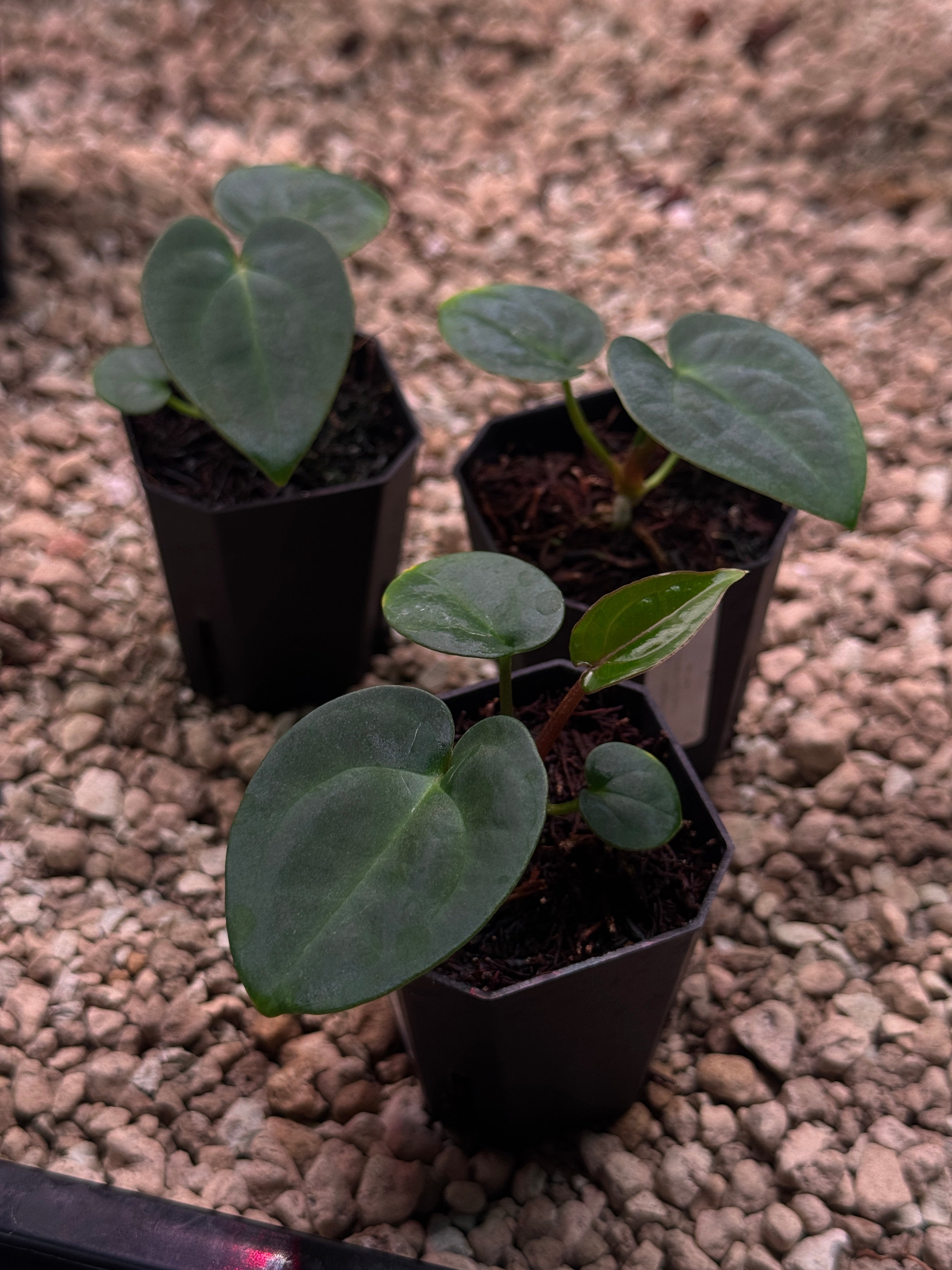 Anthurium Carlablackiae (RA5 x RA10) x (Dressleri RG F2 x Carlablackiae ‘Amanda’)