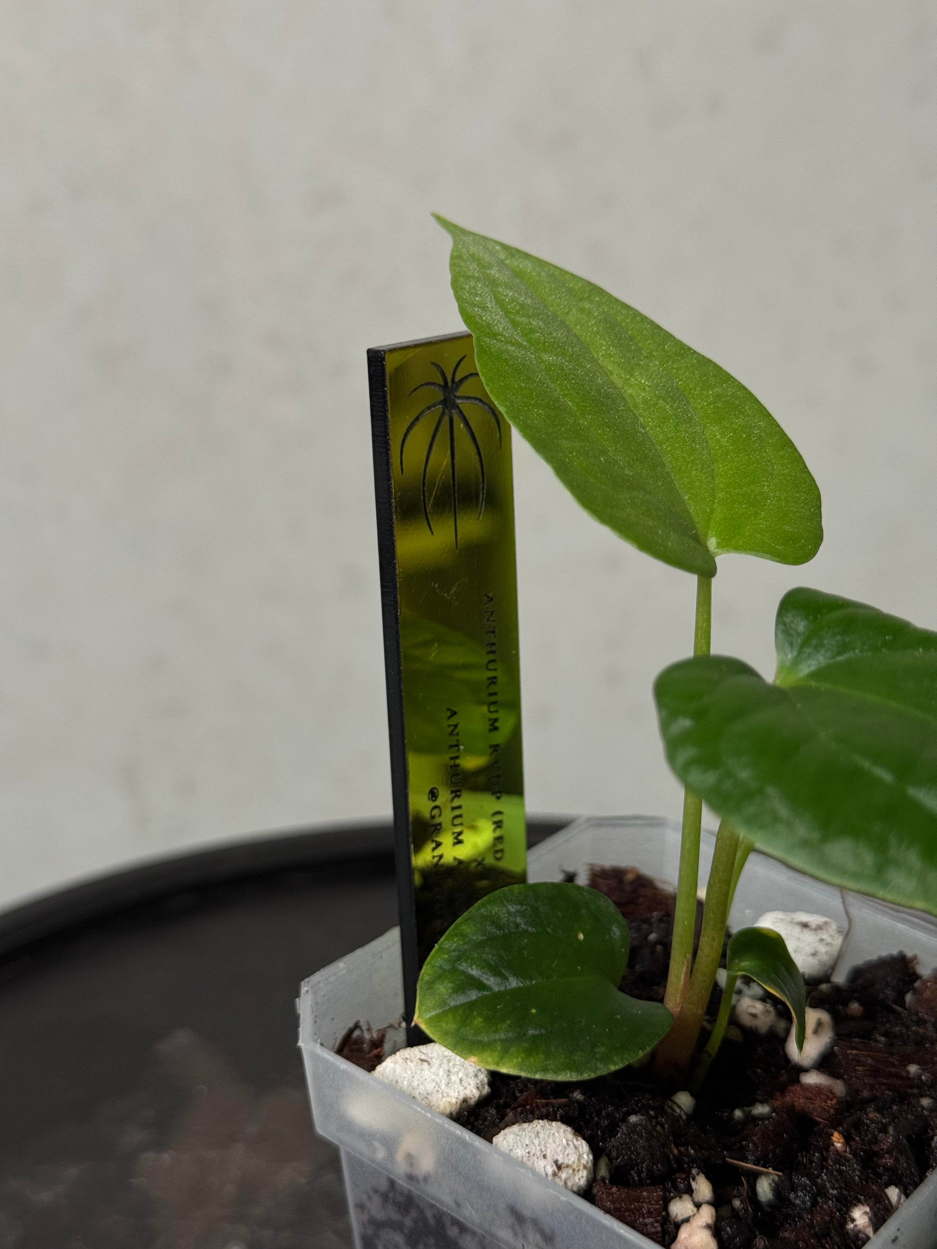 Anthurium Red Vein Dark Phoenix x BVEP RA1
