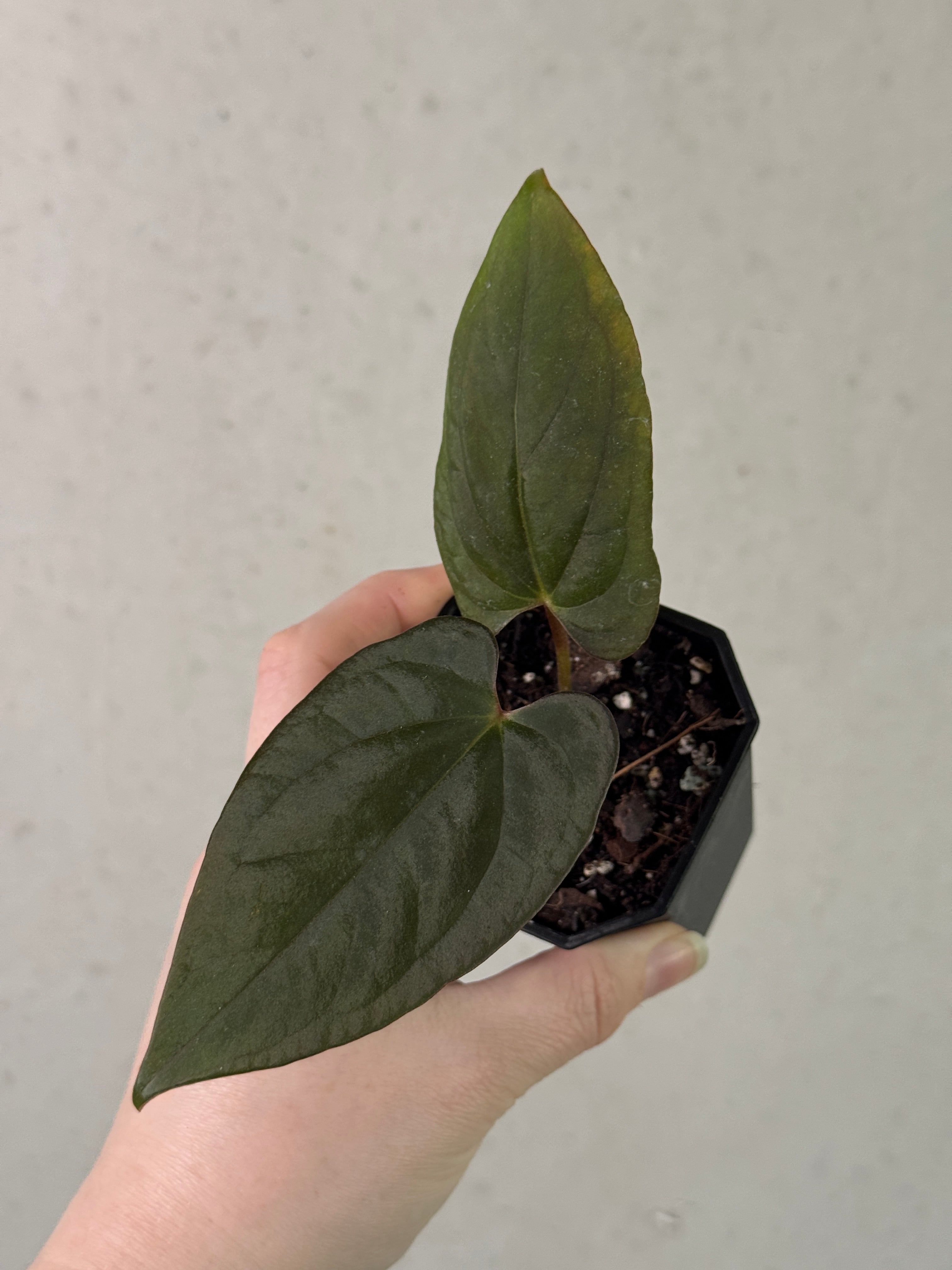 Anthurium 'Azure Drake' x Papillilaminum 'Marie' - Clone