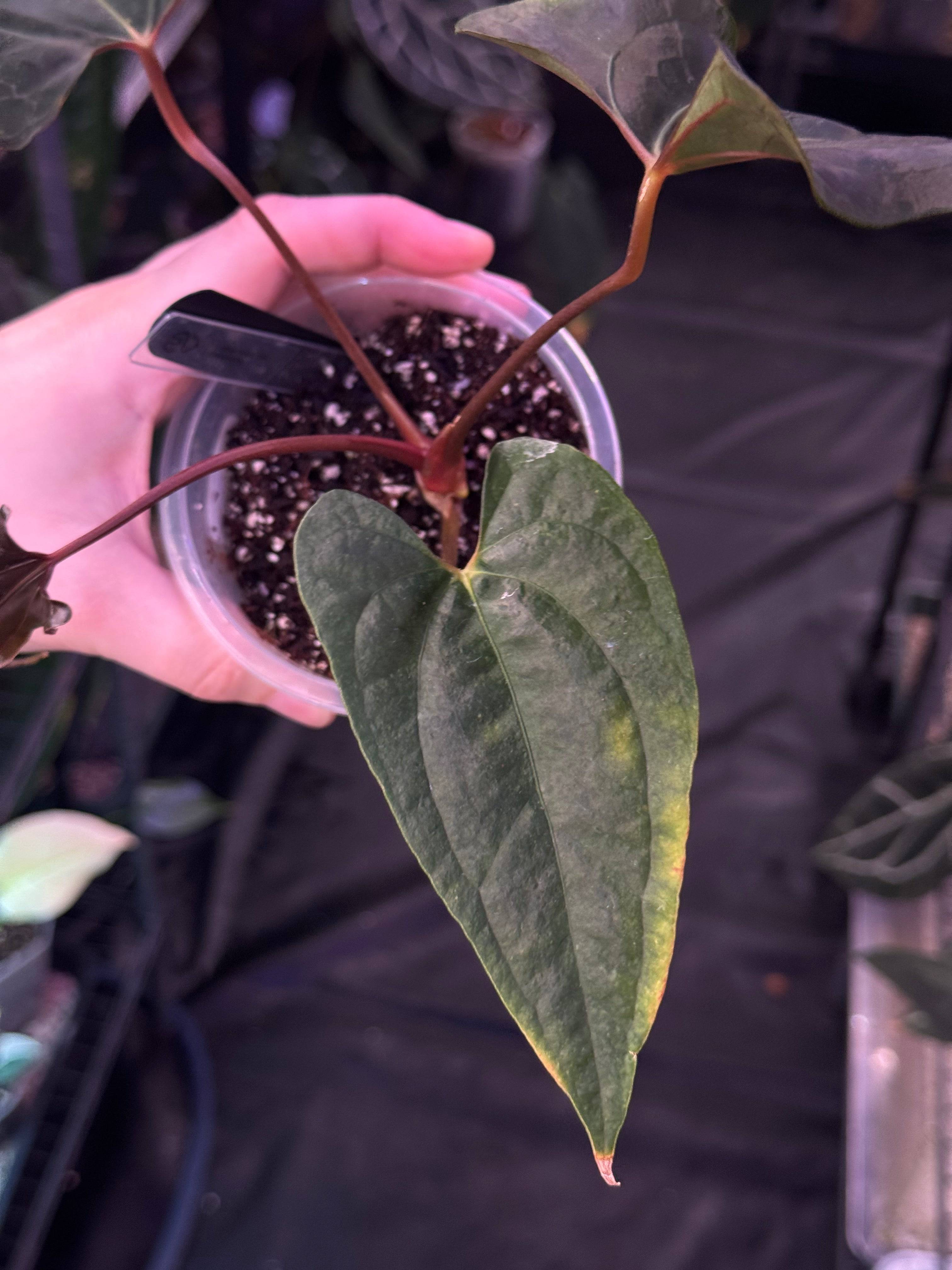 NFS: Anthurium Ralph Lynam x self - SMUKHI