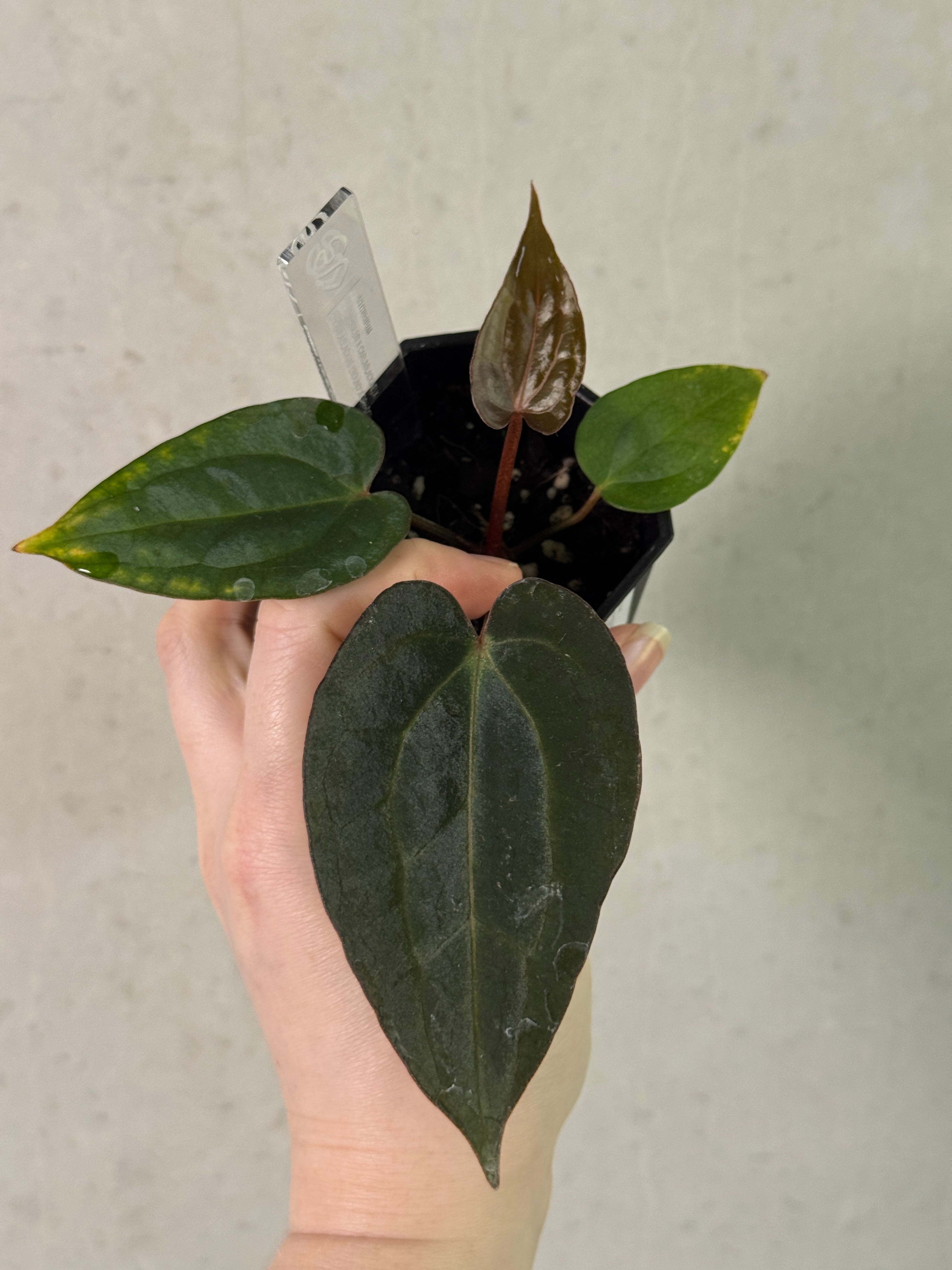 Anthurium (Dressleri F2 x Carlablackiae 'Amanda') x Carlablackiae ('Round' x GPH-001)