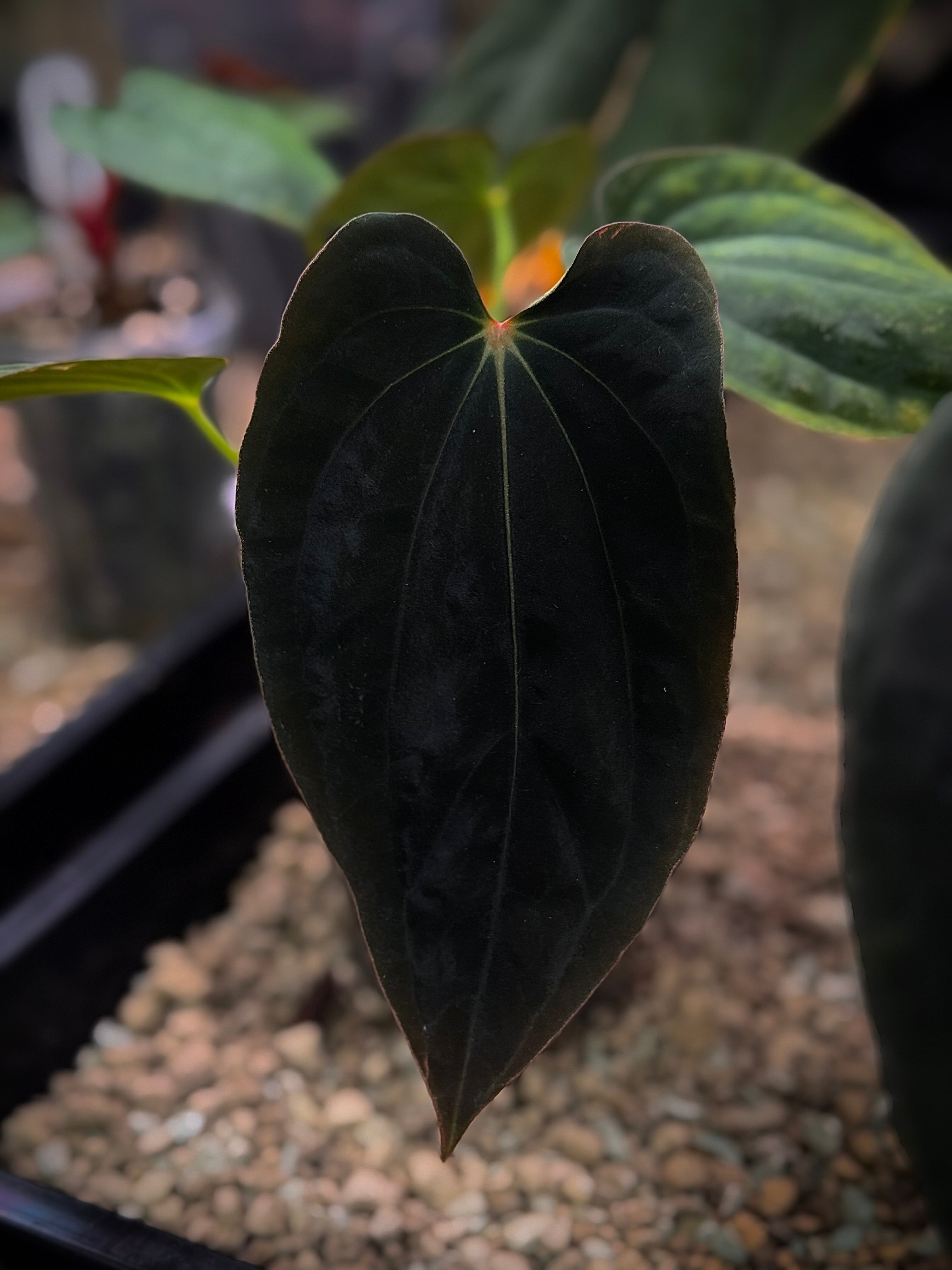 NFS: Anthurium BVEP ‘Round’ x RA1 F2 (1)