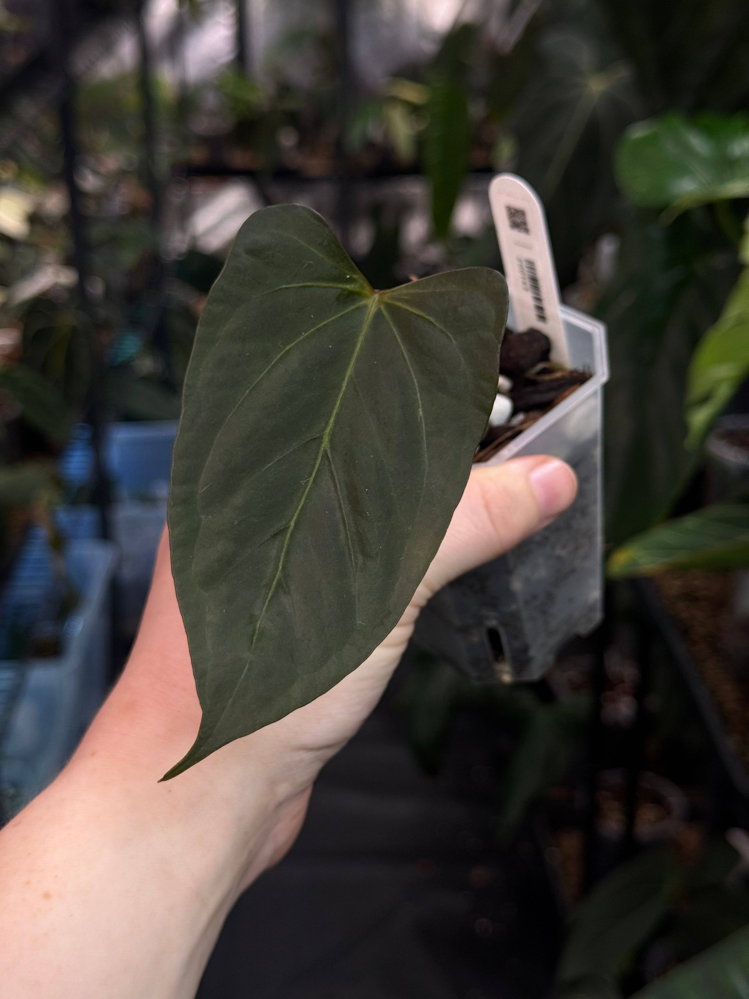 Anthurium Papillilaminum XOne x Indo Portillae - Clone - SMUKHI