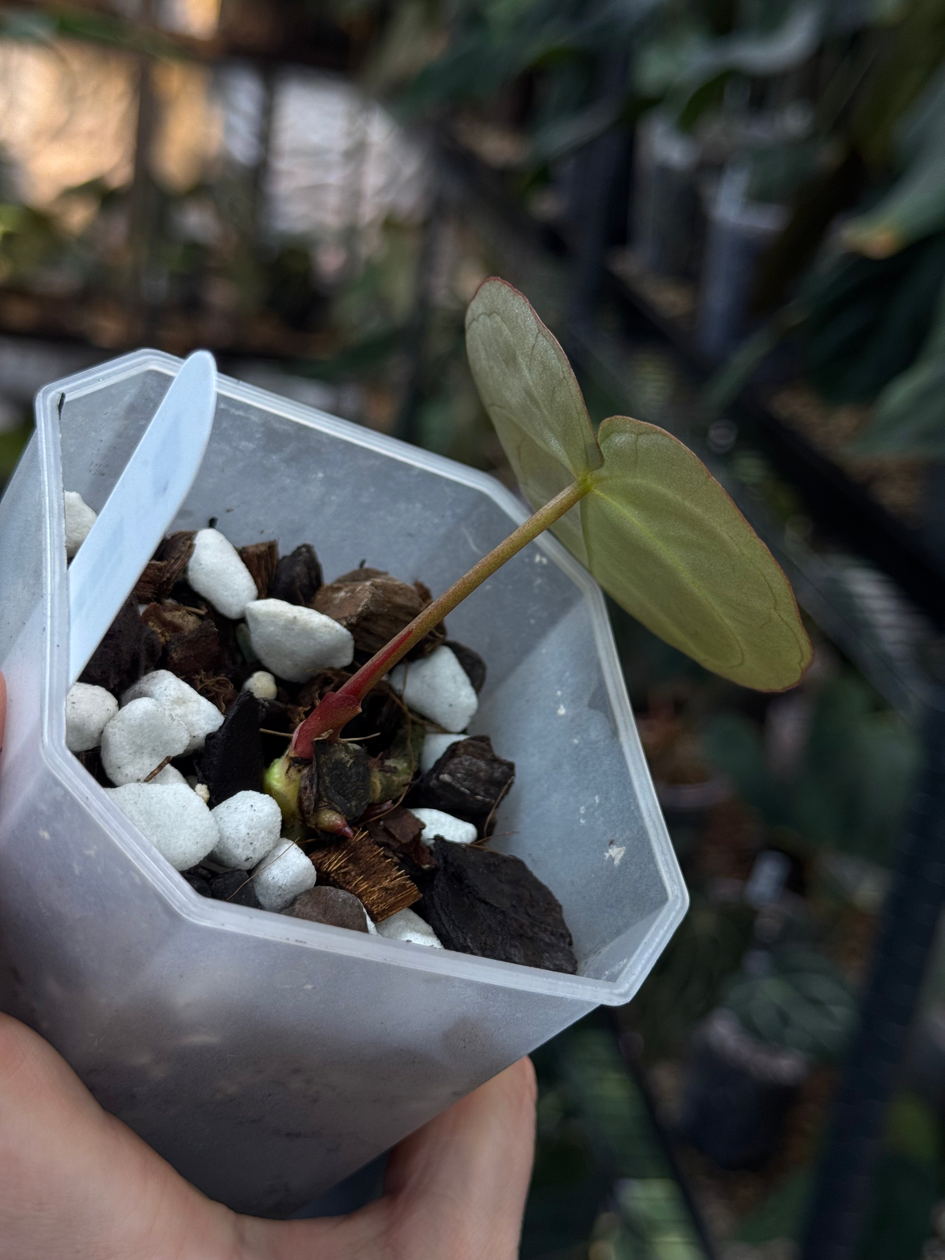 Anthurium Dorayaki - Clone
