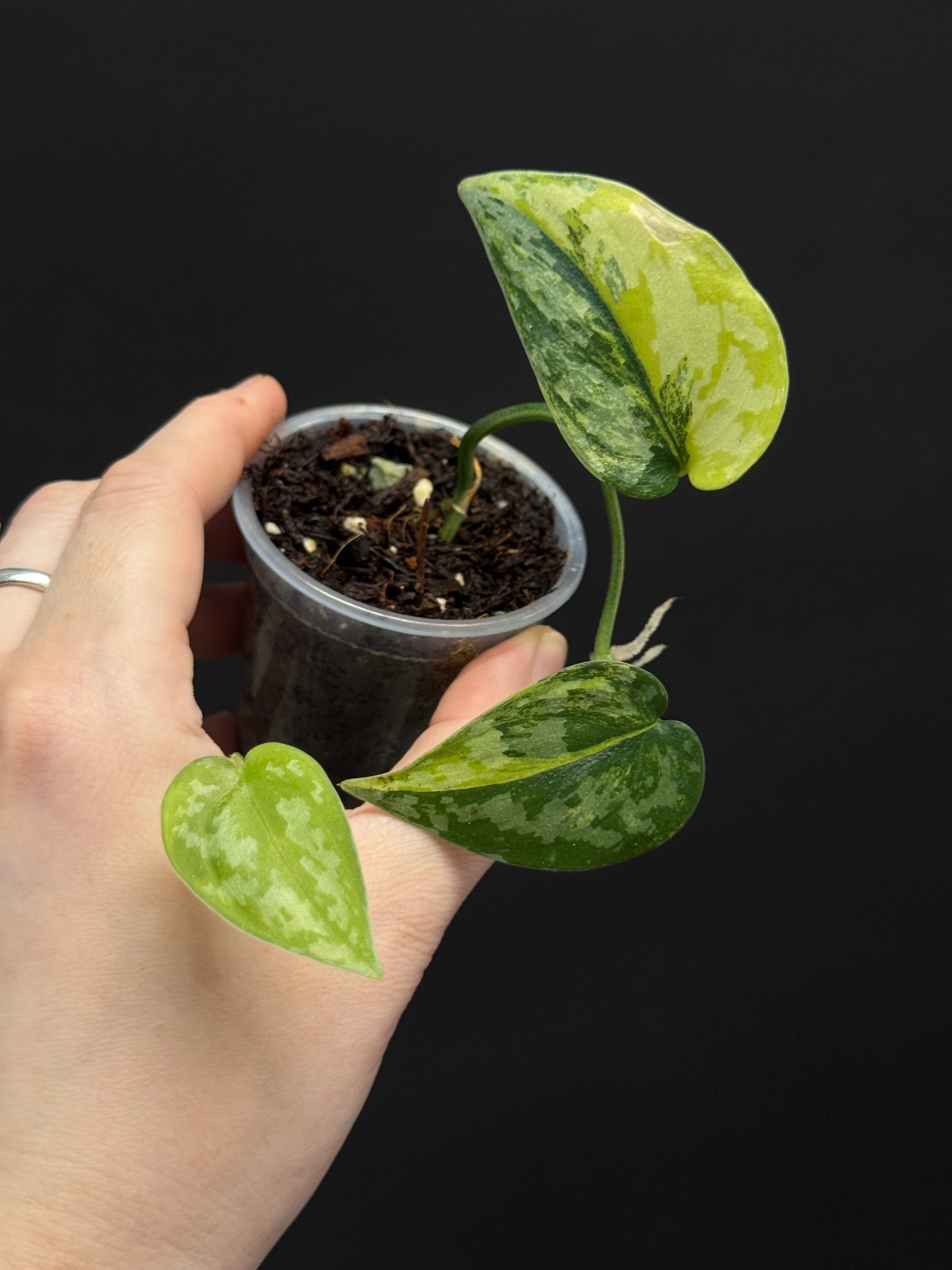 Scindapsus pictus ‘Apolaki’
