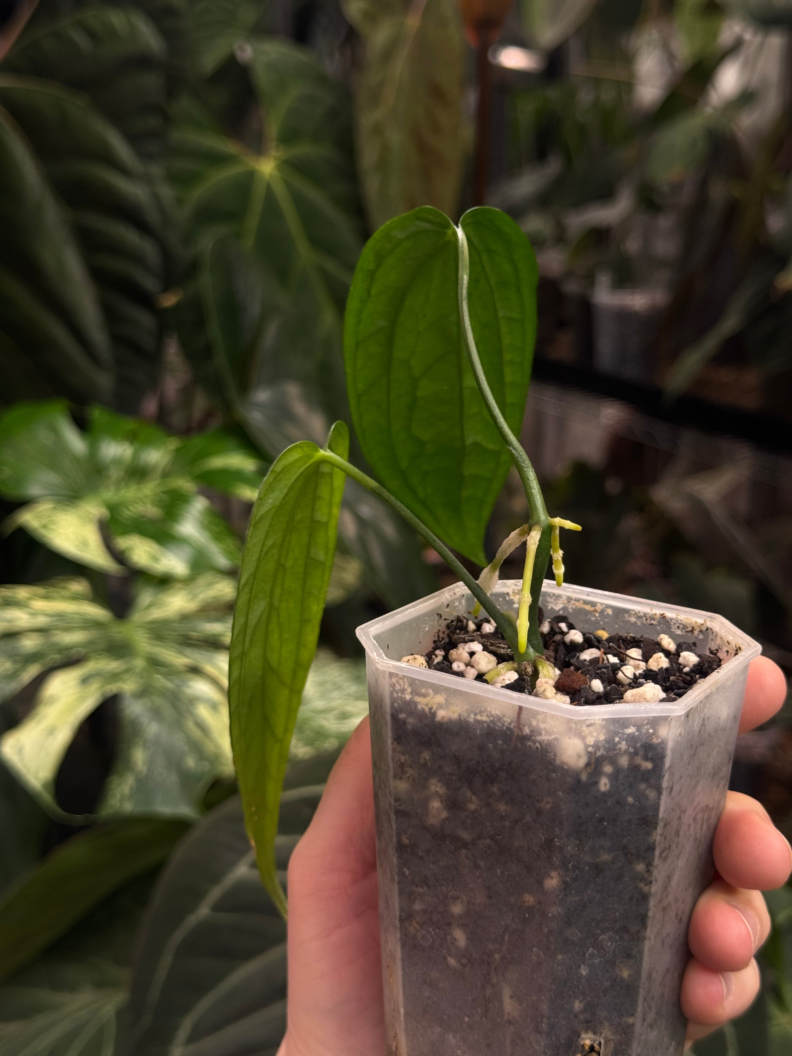 Anthurium sp. Limon