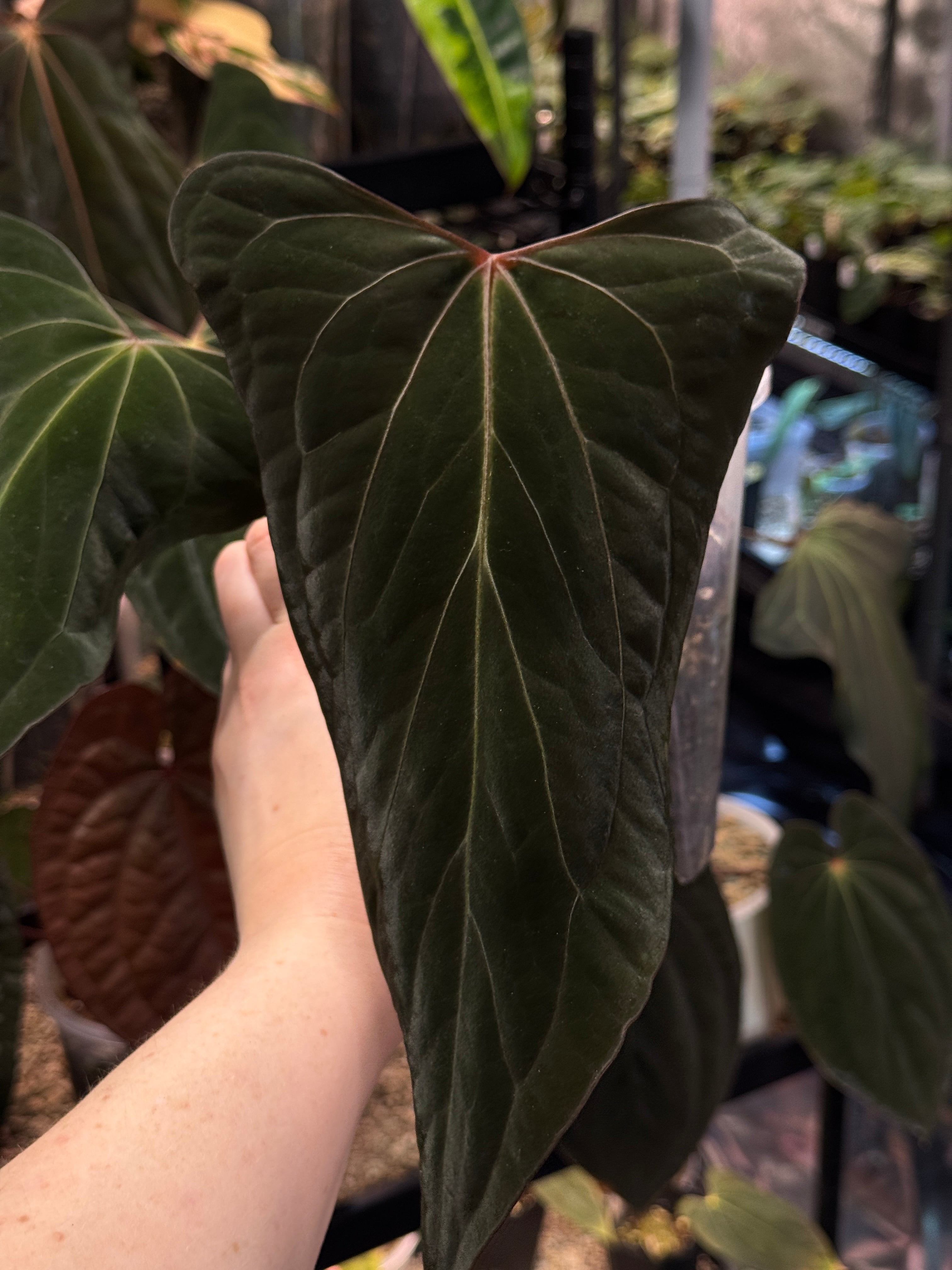NFS: Anthurium Fort Sherman x RVDP (mutated)