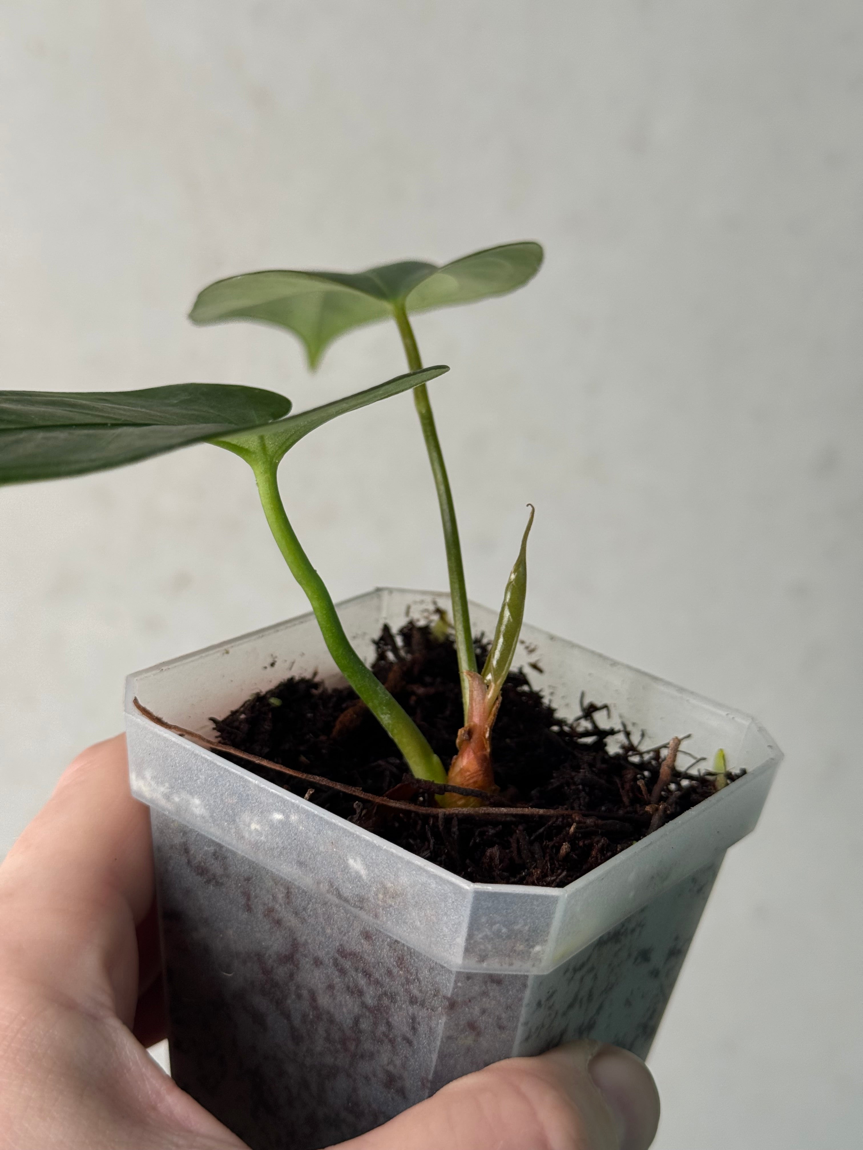 Anthurium Indo Portillae